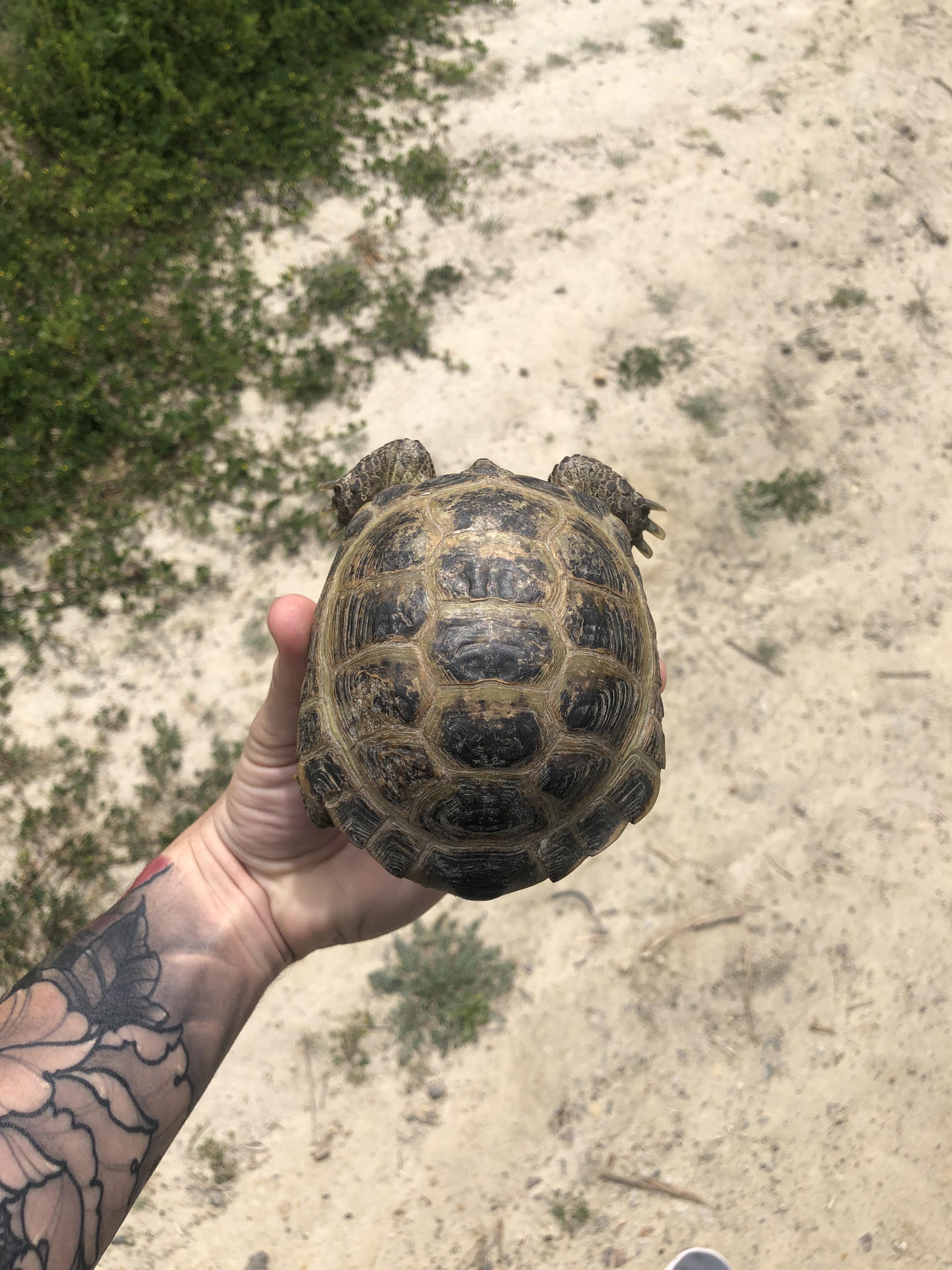 Found this tortoise while walking in San Diego, afaik, none are native