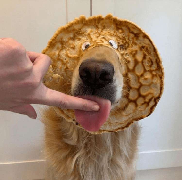 PsBattle This Pancake Dog