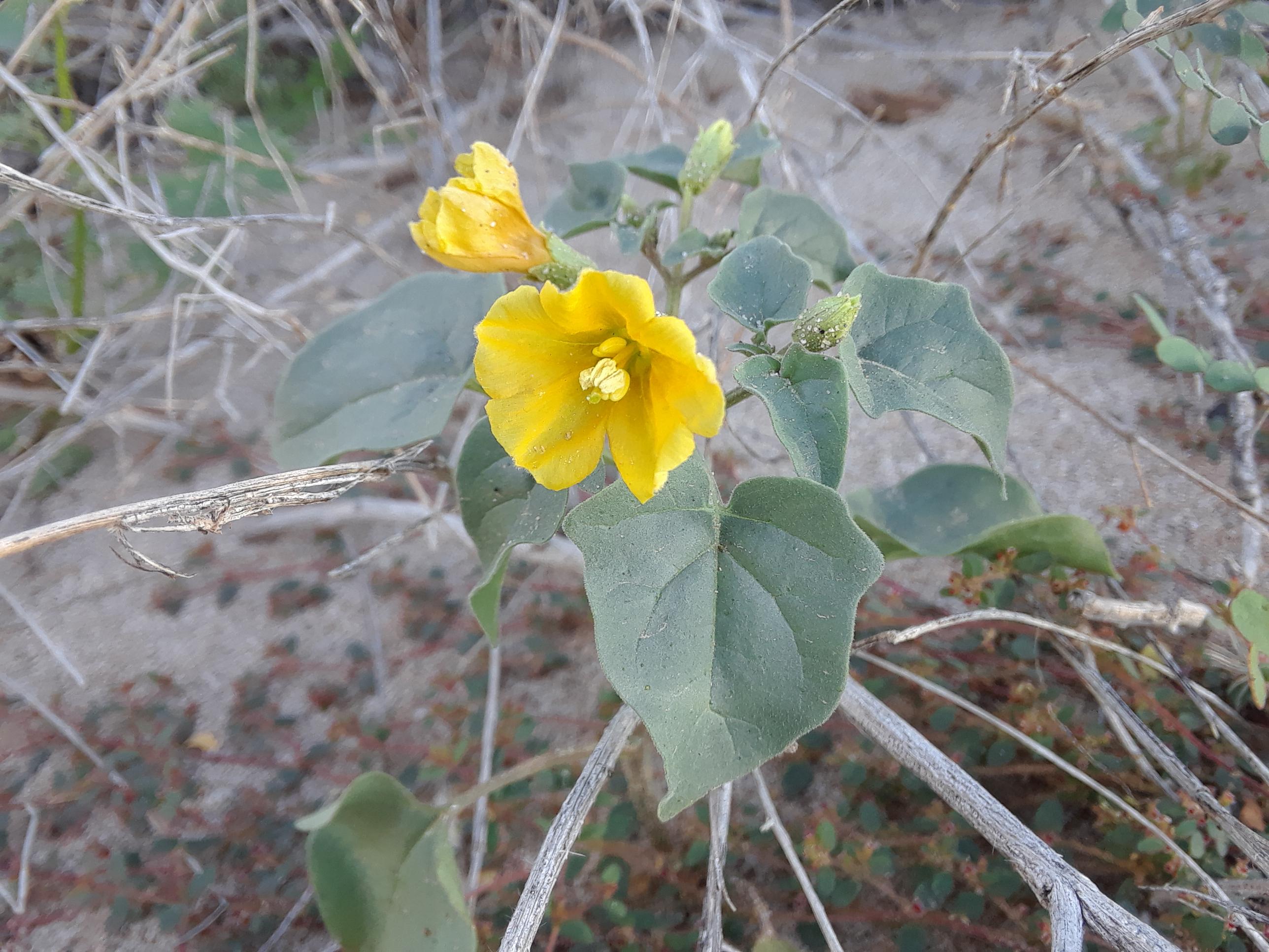 What is this yellow flower called? Found in a desert wash, Yuma AZ r