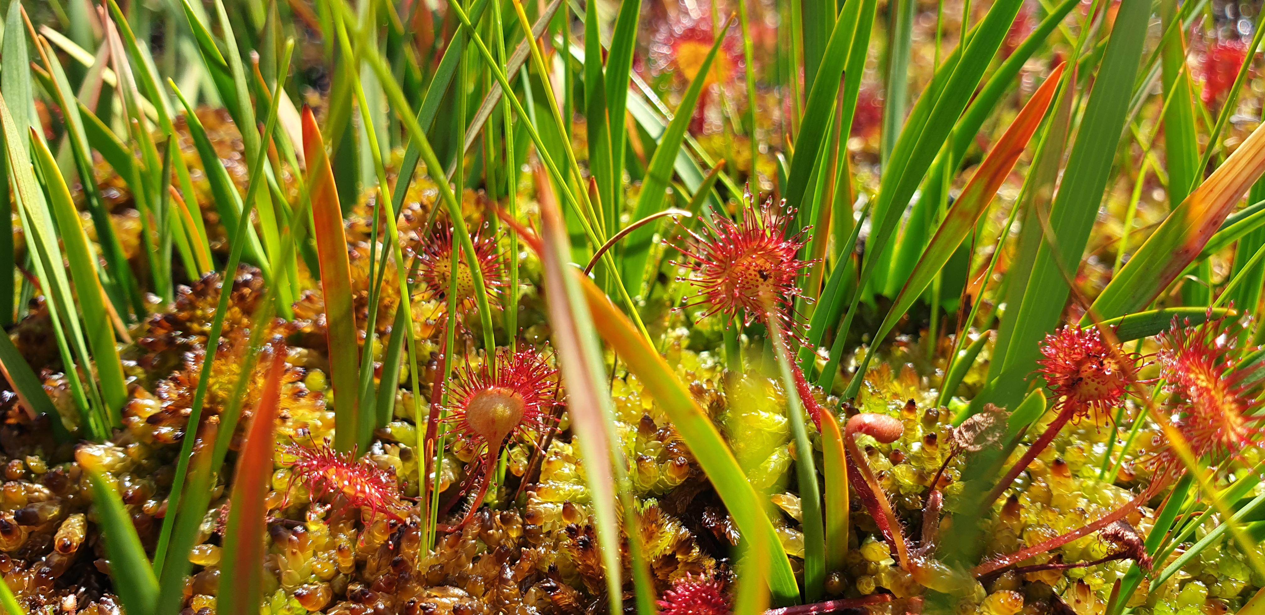 🔥 Plants can be badass too!. These carnivorous plants (sundews) produce a sticky substance and