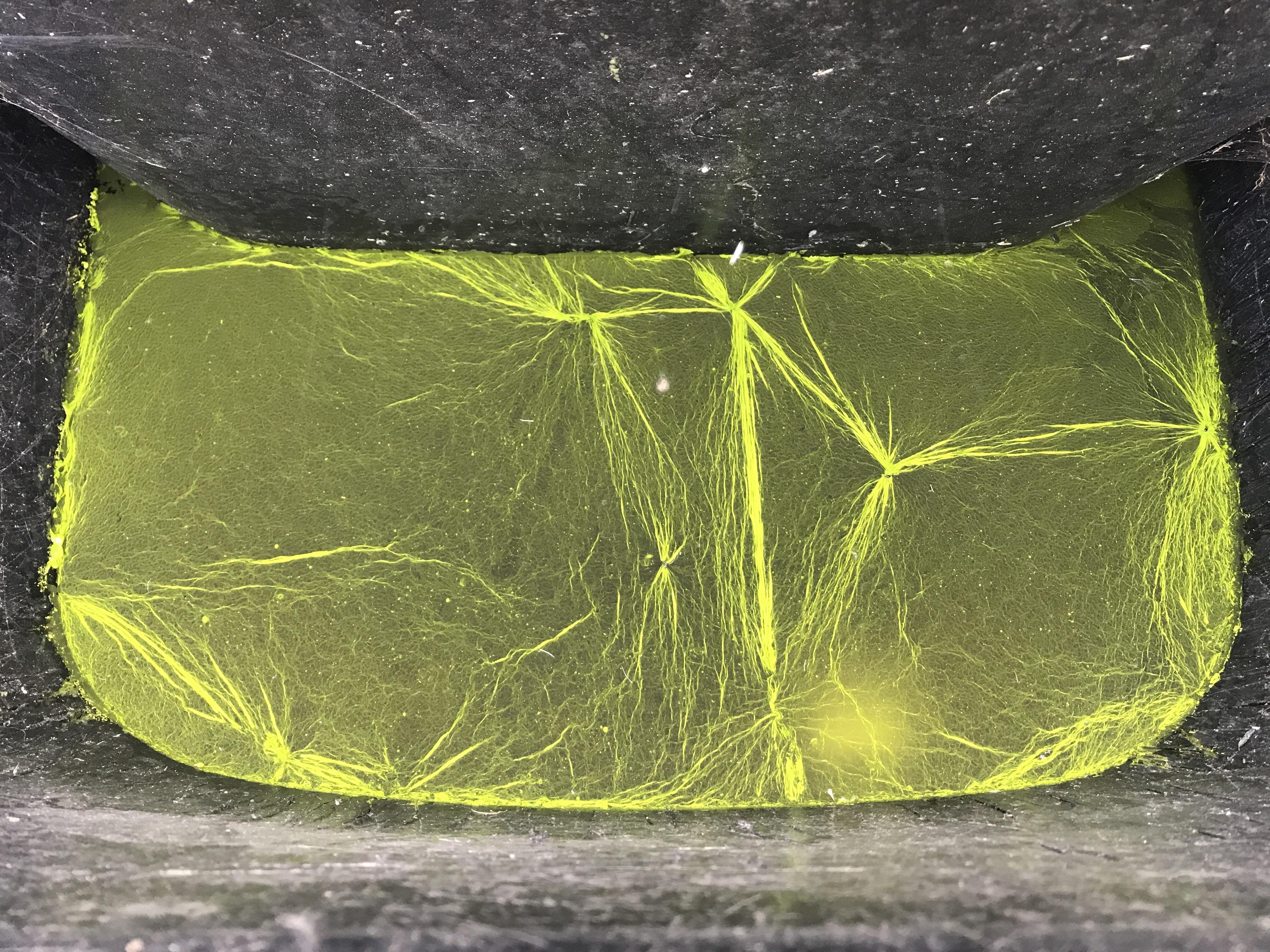 Luminous algae, living in my bucket r/pics