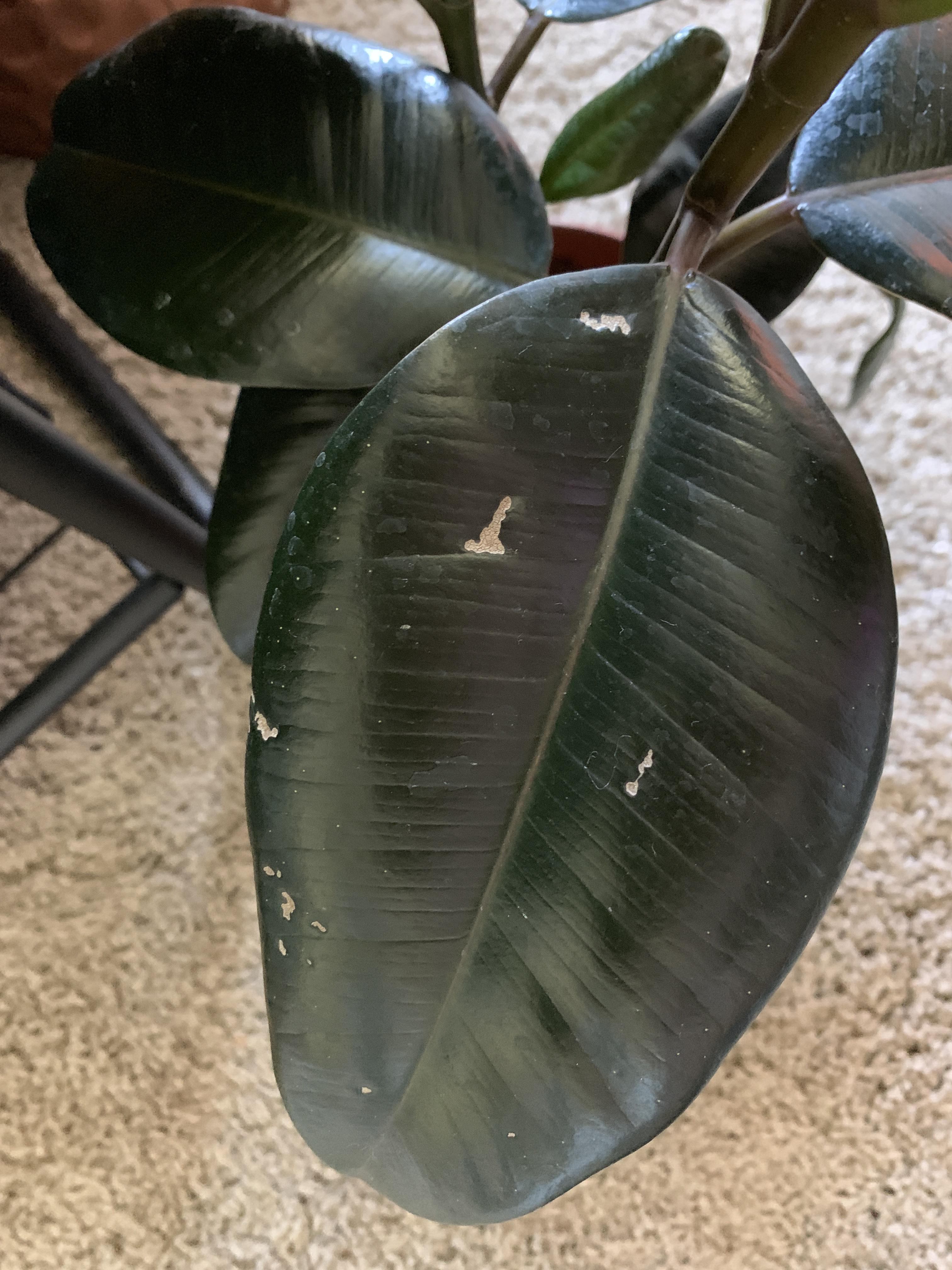 Rubber plant—help! What are these spots on my Rubber Plant?? r