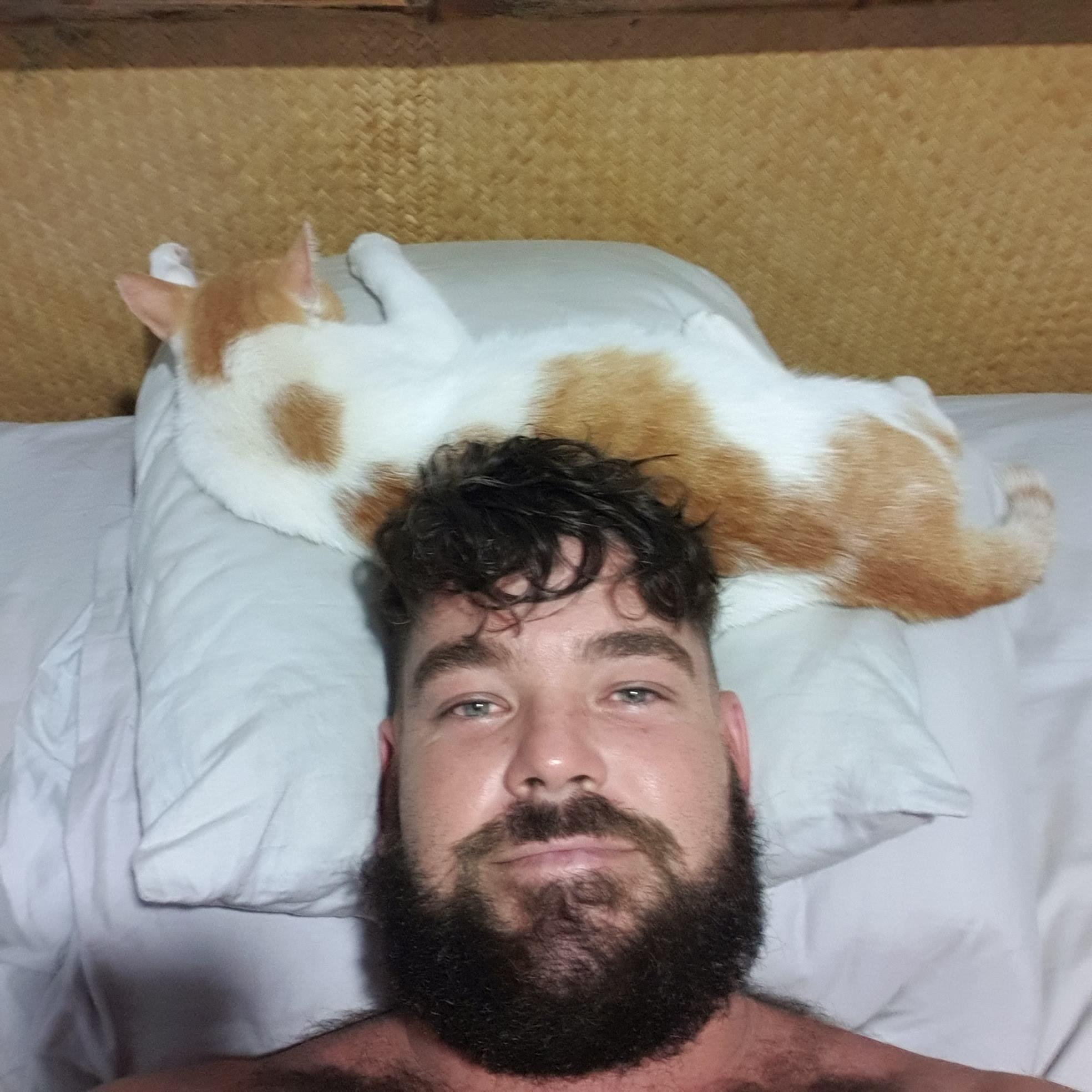 Pillow cat strikes again r/pics