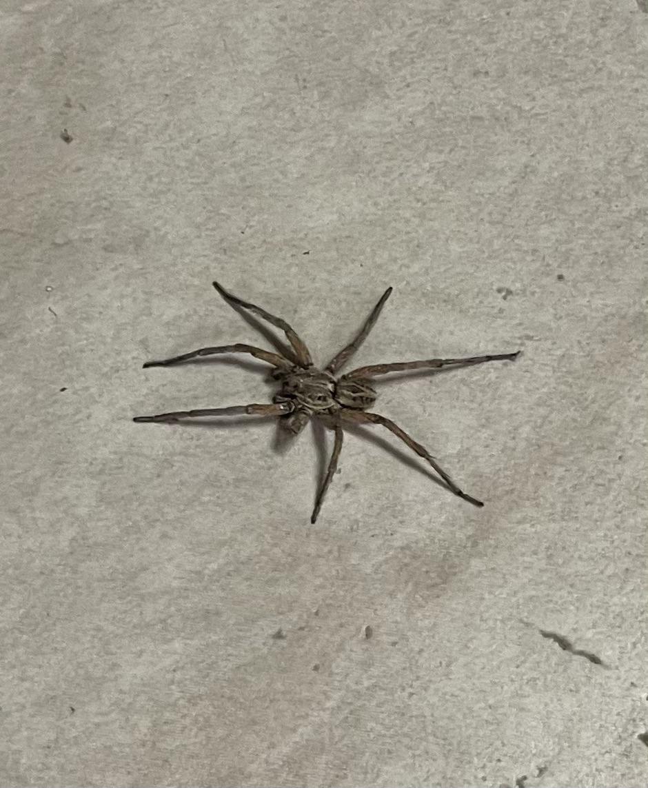 I think it’s a wolf spider? Northern California? r/spiders