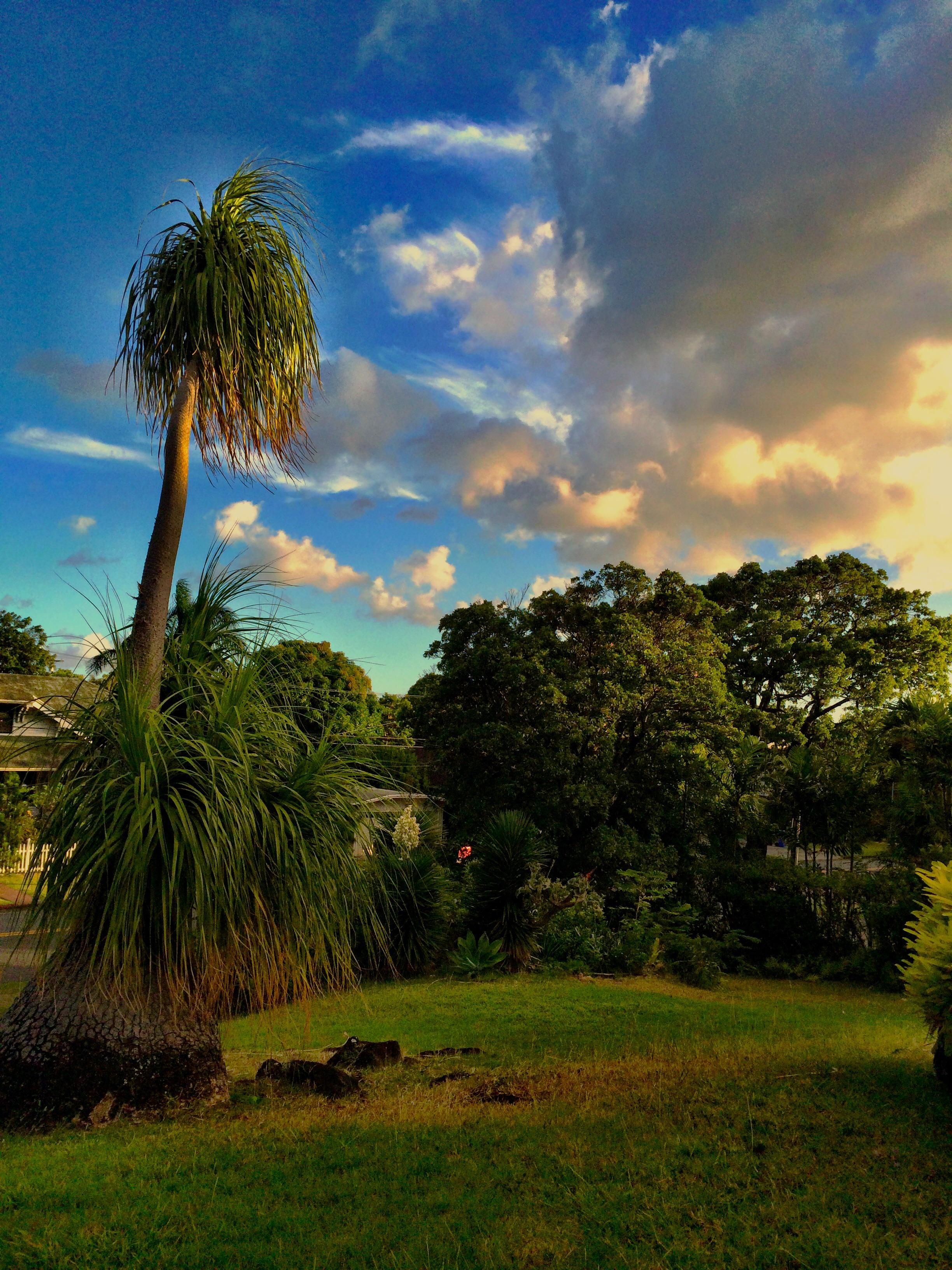 110+ year old Loulu palm in the front yard of the home I lived at while
