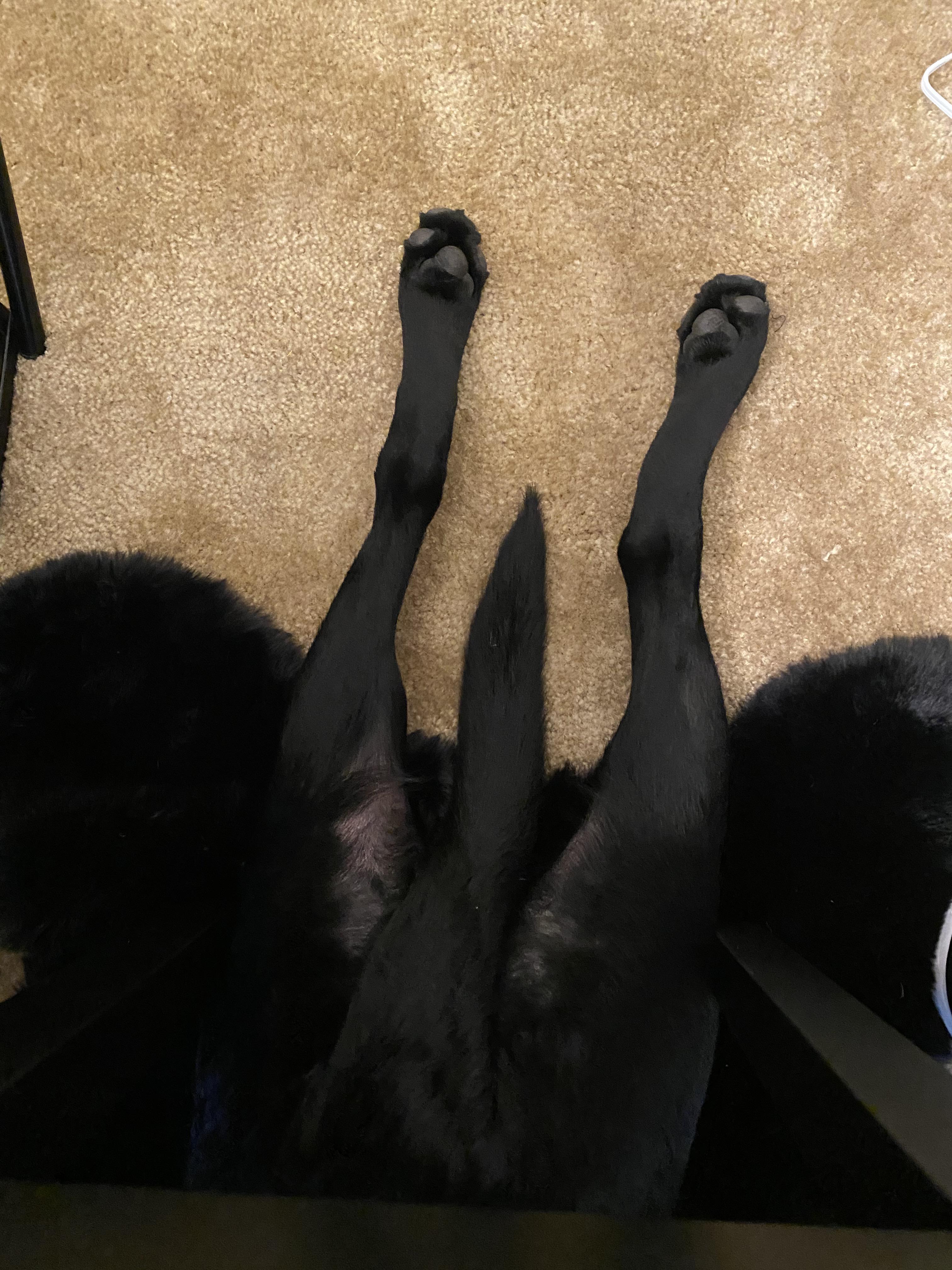Dog sitting my sisters Black Lab, major sploot under my chair! r/sploot