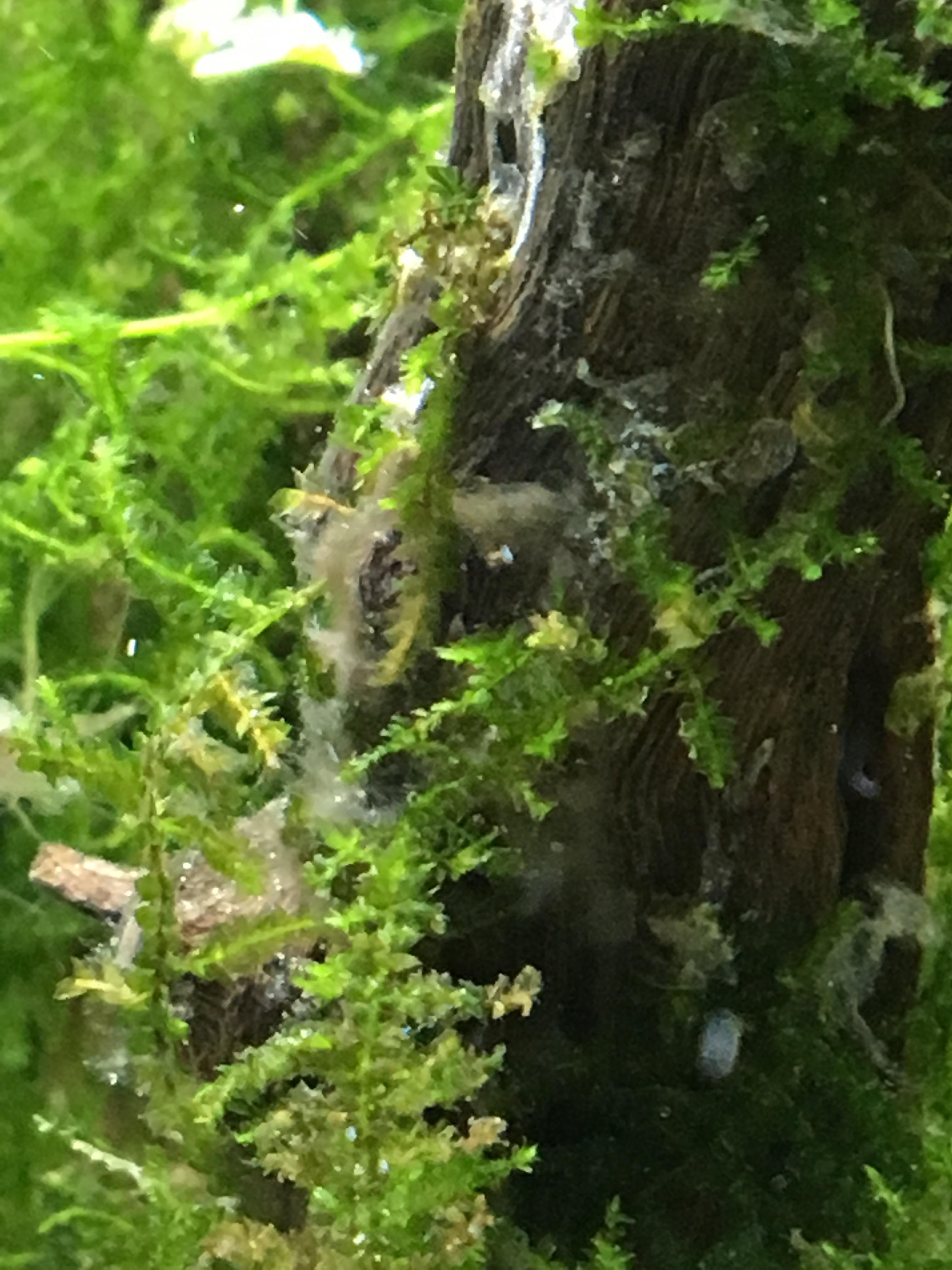 Is this white fungus crap dangerous for my fish? It's coming from the
