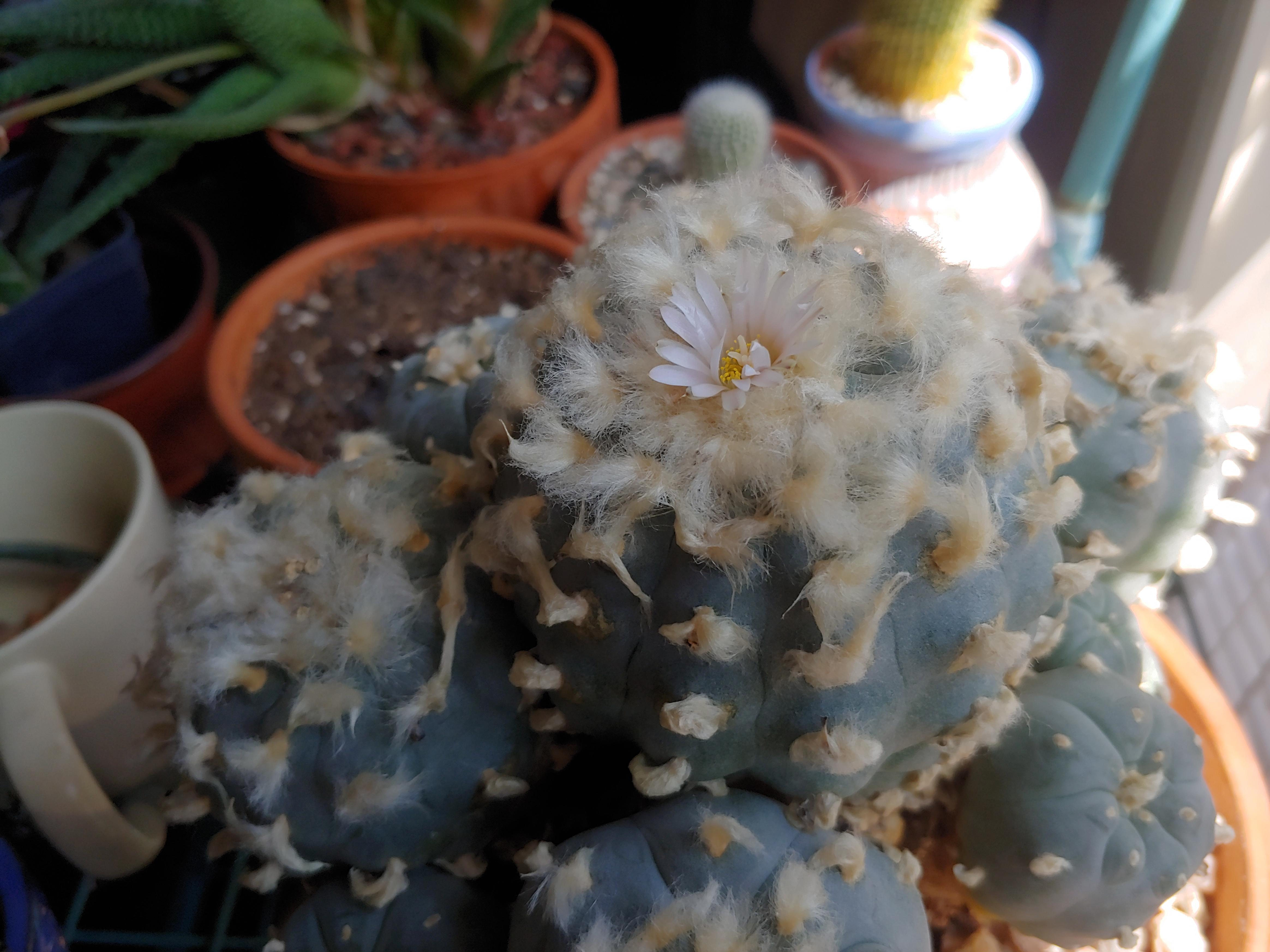 Here's an "illegal" plant in bloom. Specimen is 3035+ years old. r/botany