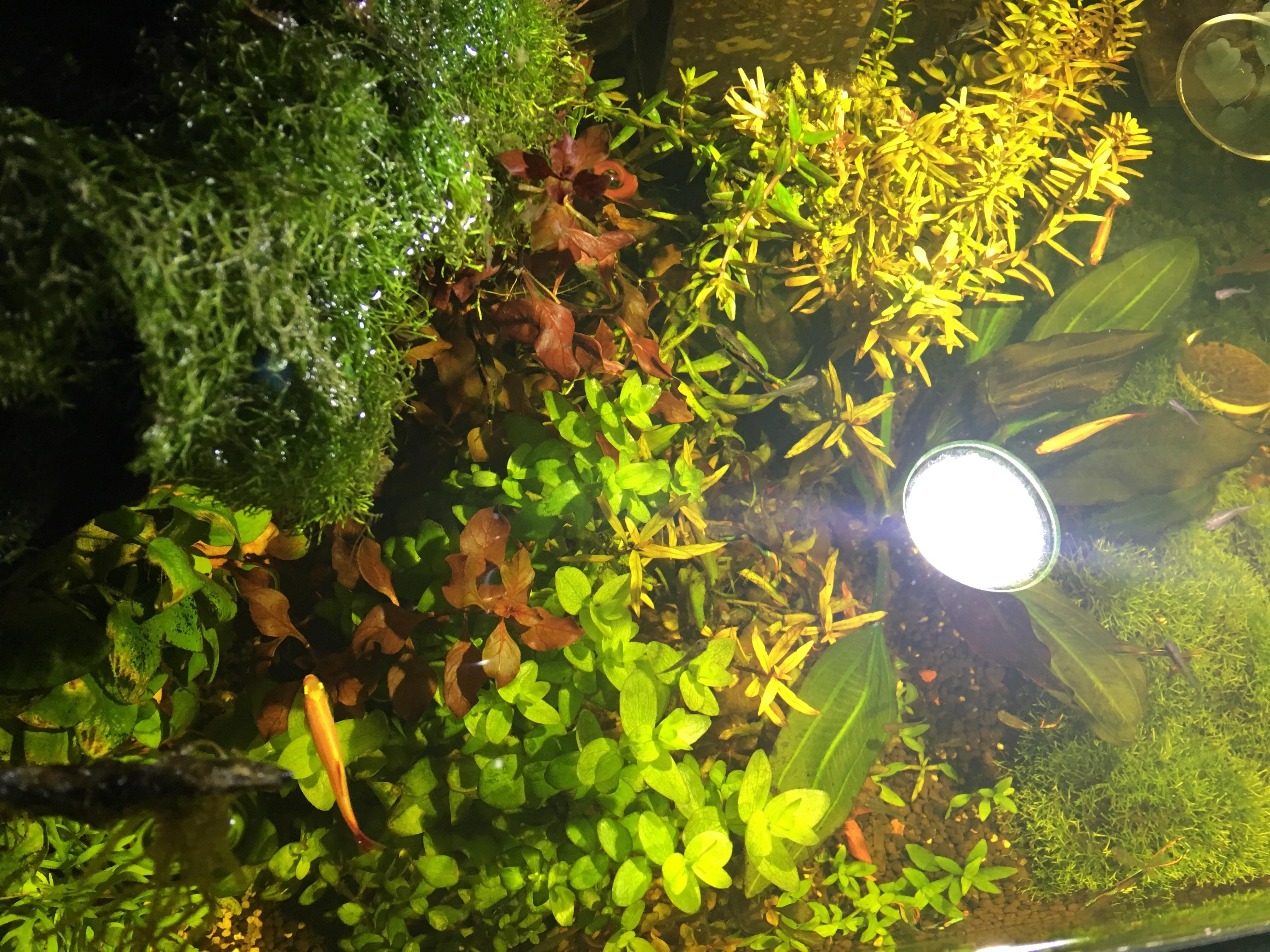 Tank still cloudy after water change r/PlantedTank