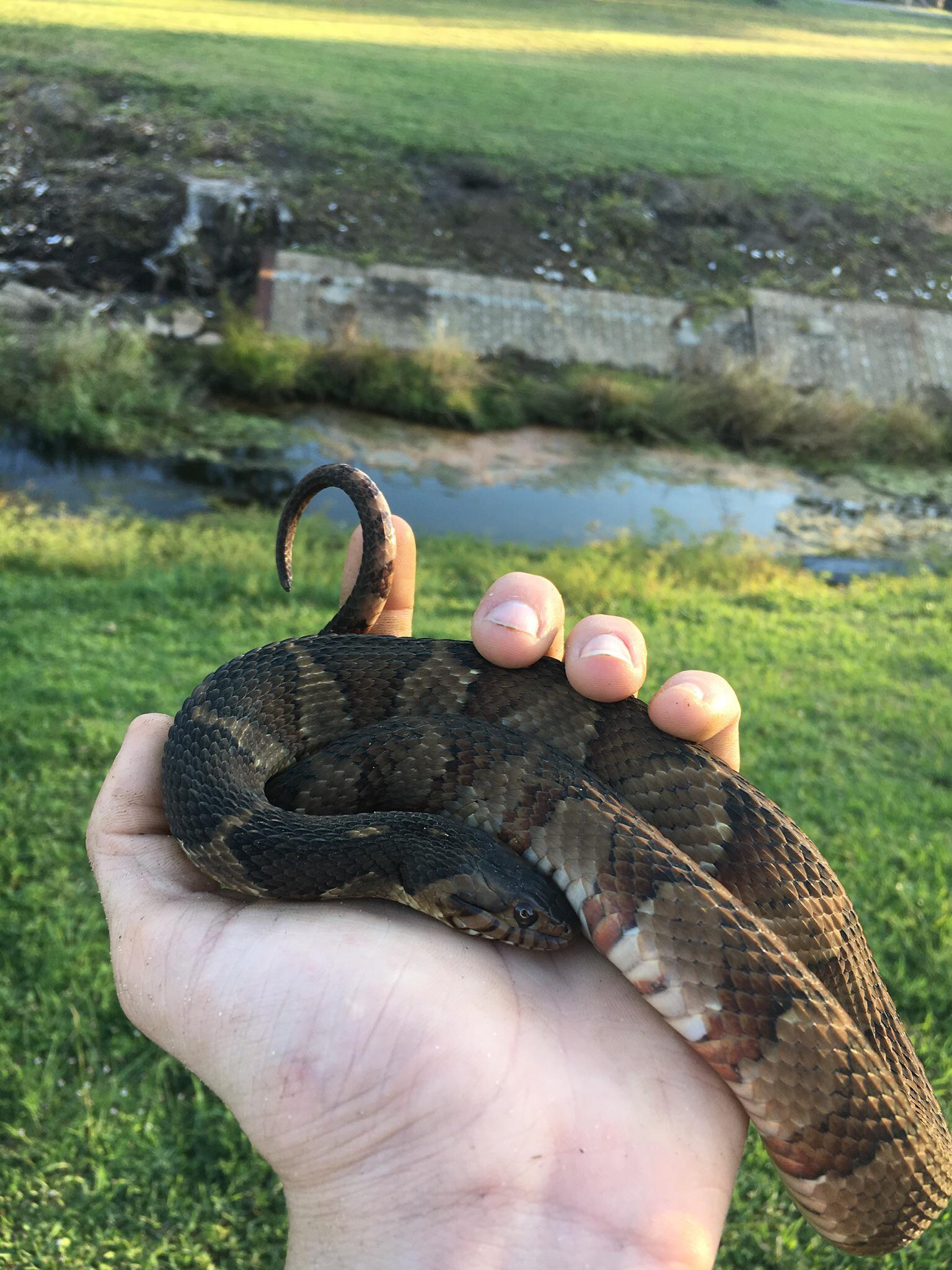 One of the most beautiful Banded Water Snakes I’ve ever found [Southern