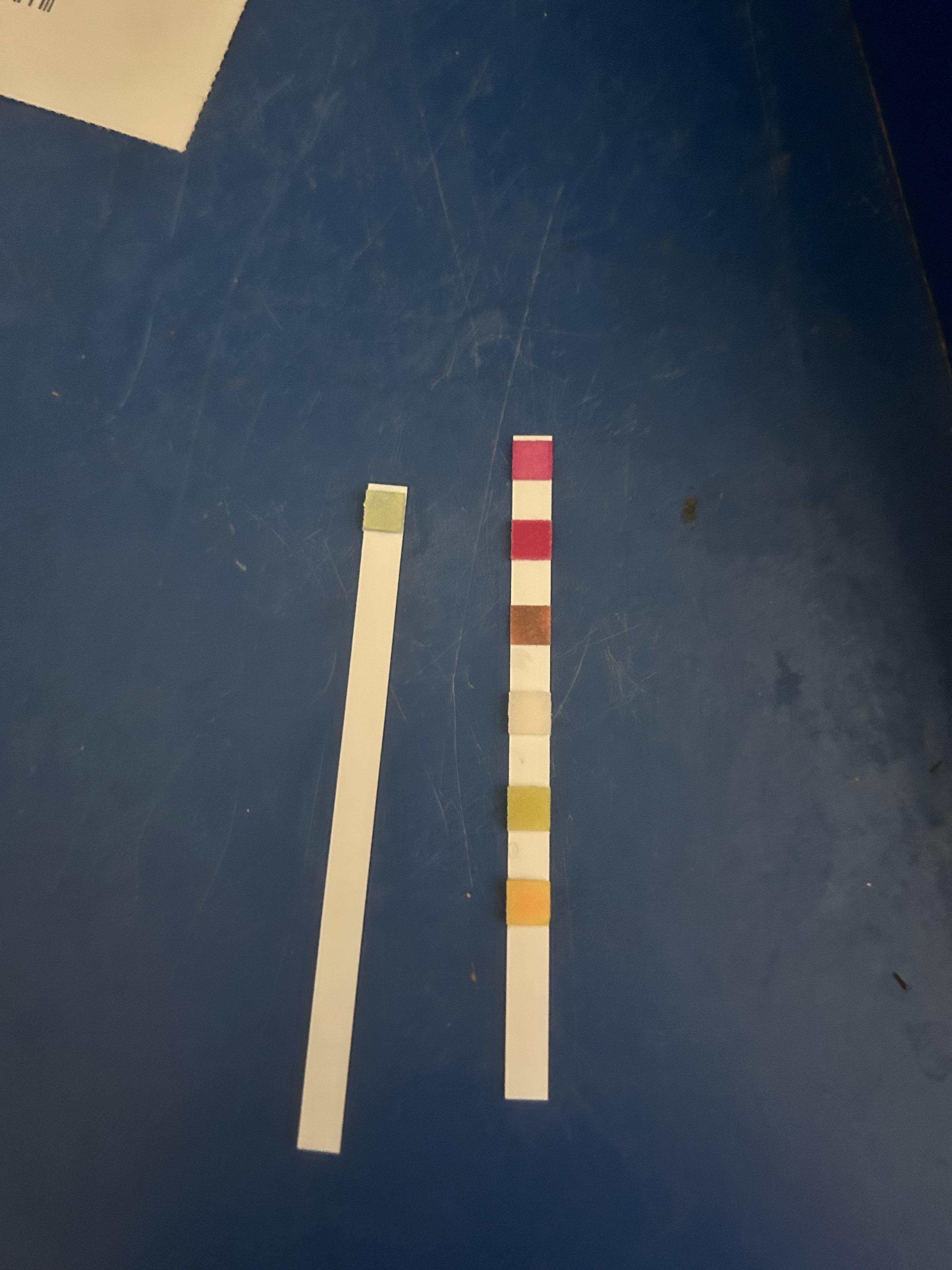 Why did my fish die? r/petsmart