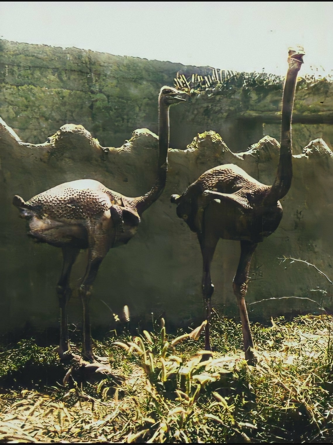 This is an old colorized photo of plucked ostriches, back when ostrich