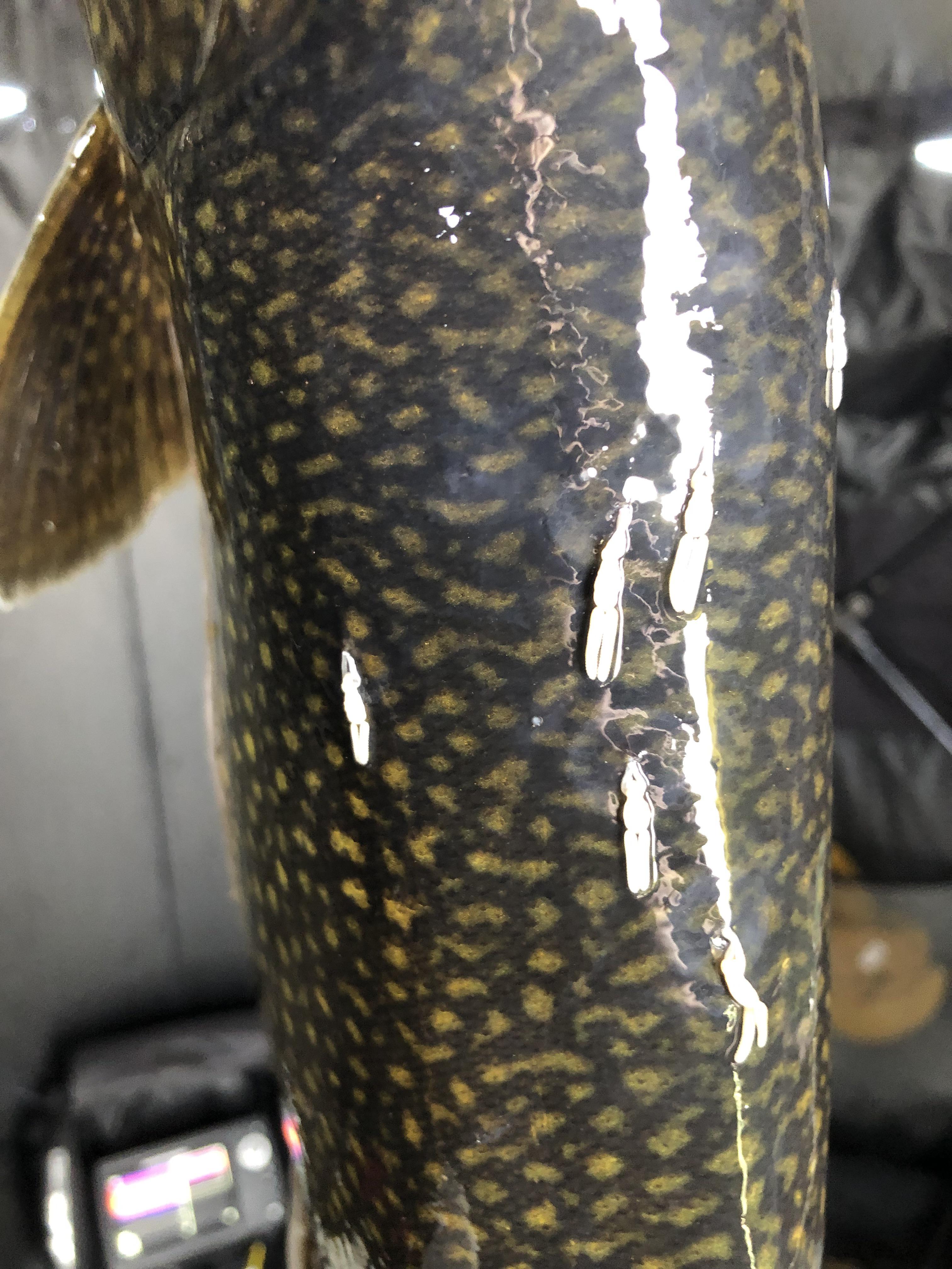 Parasite ID on lake trout? r/IceFishing