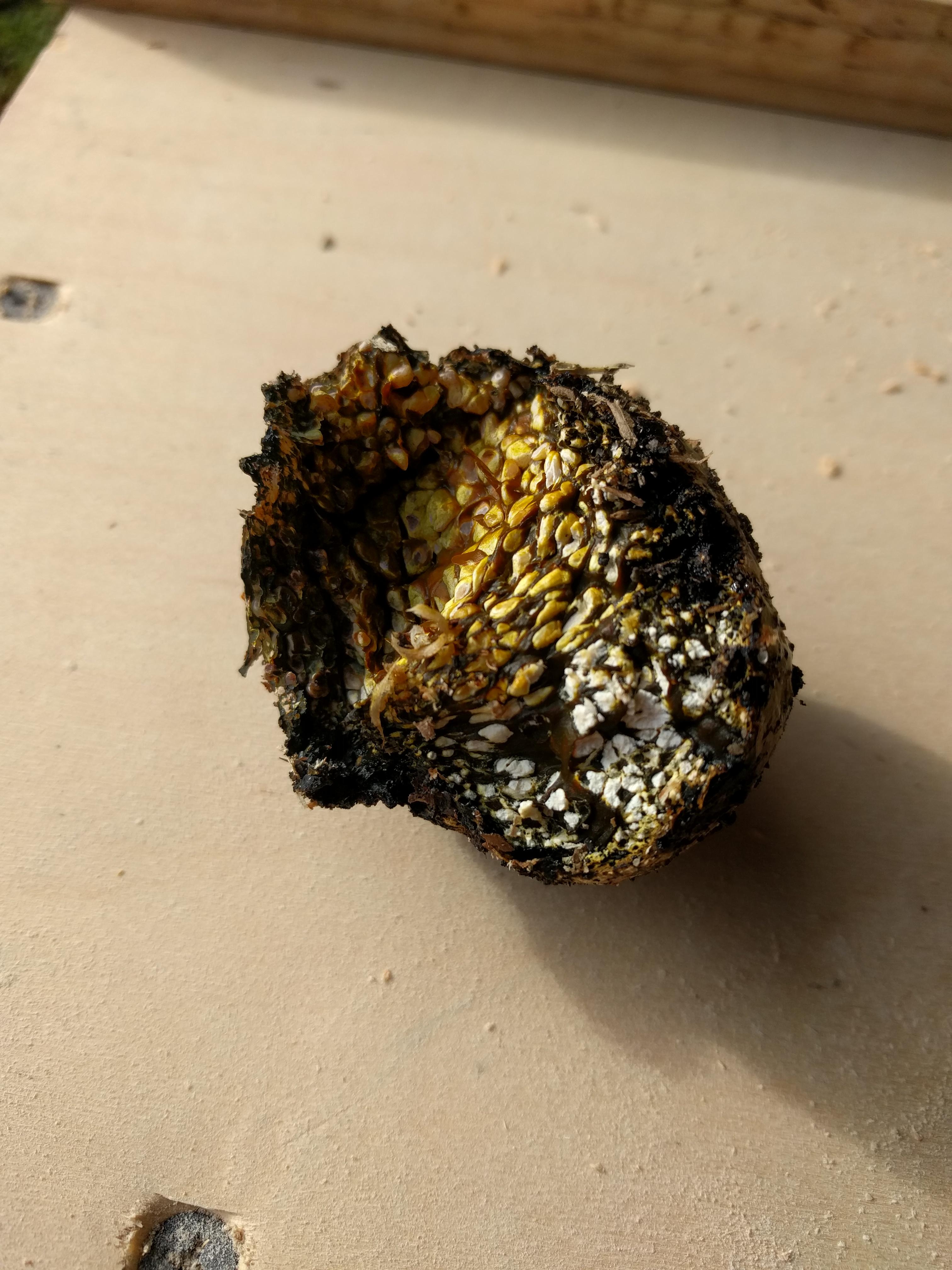 Blackwhite fungus poking out of the ground r/mycology