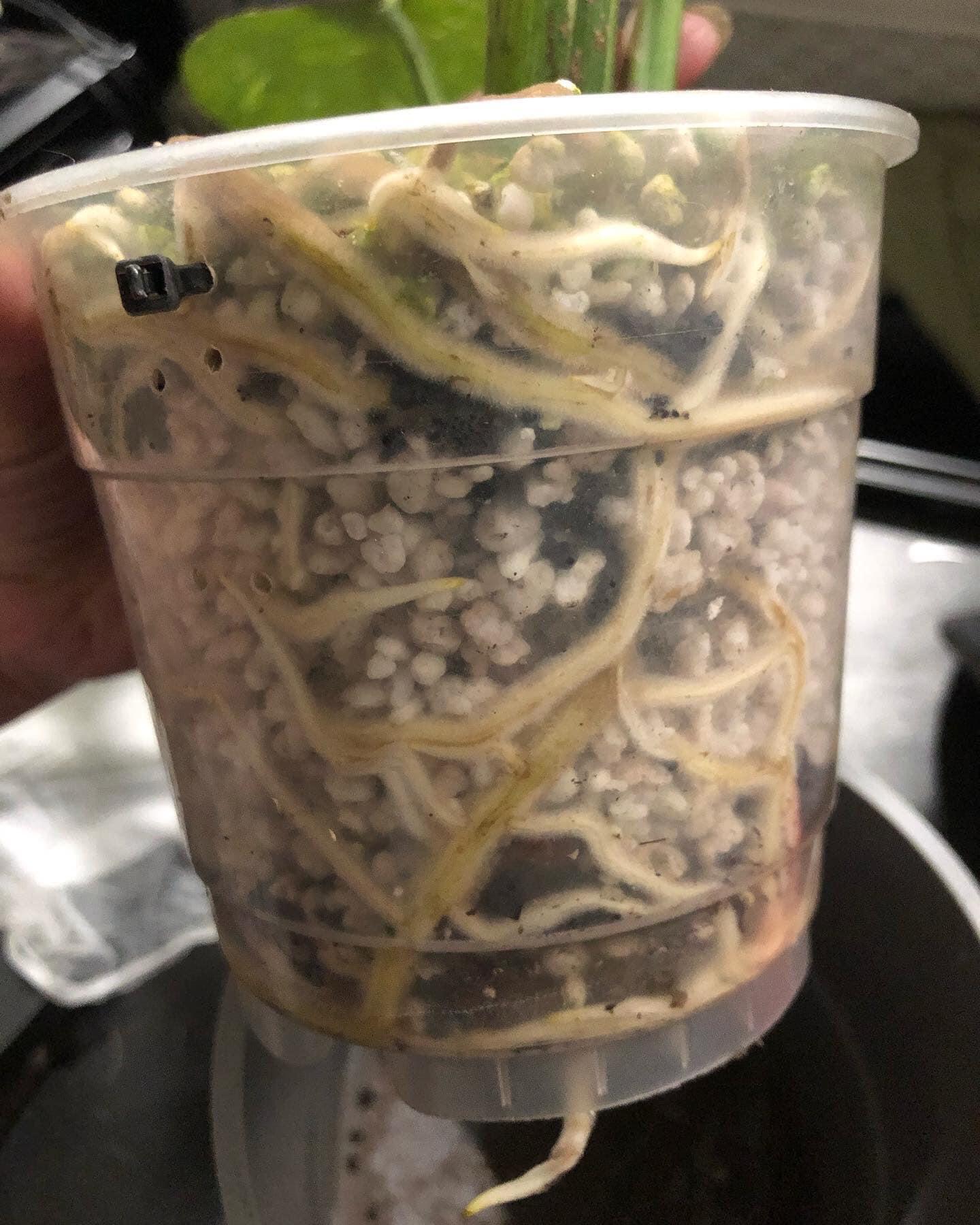 Thai Con Started from a cutting with black rotted slimy roots, and