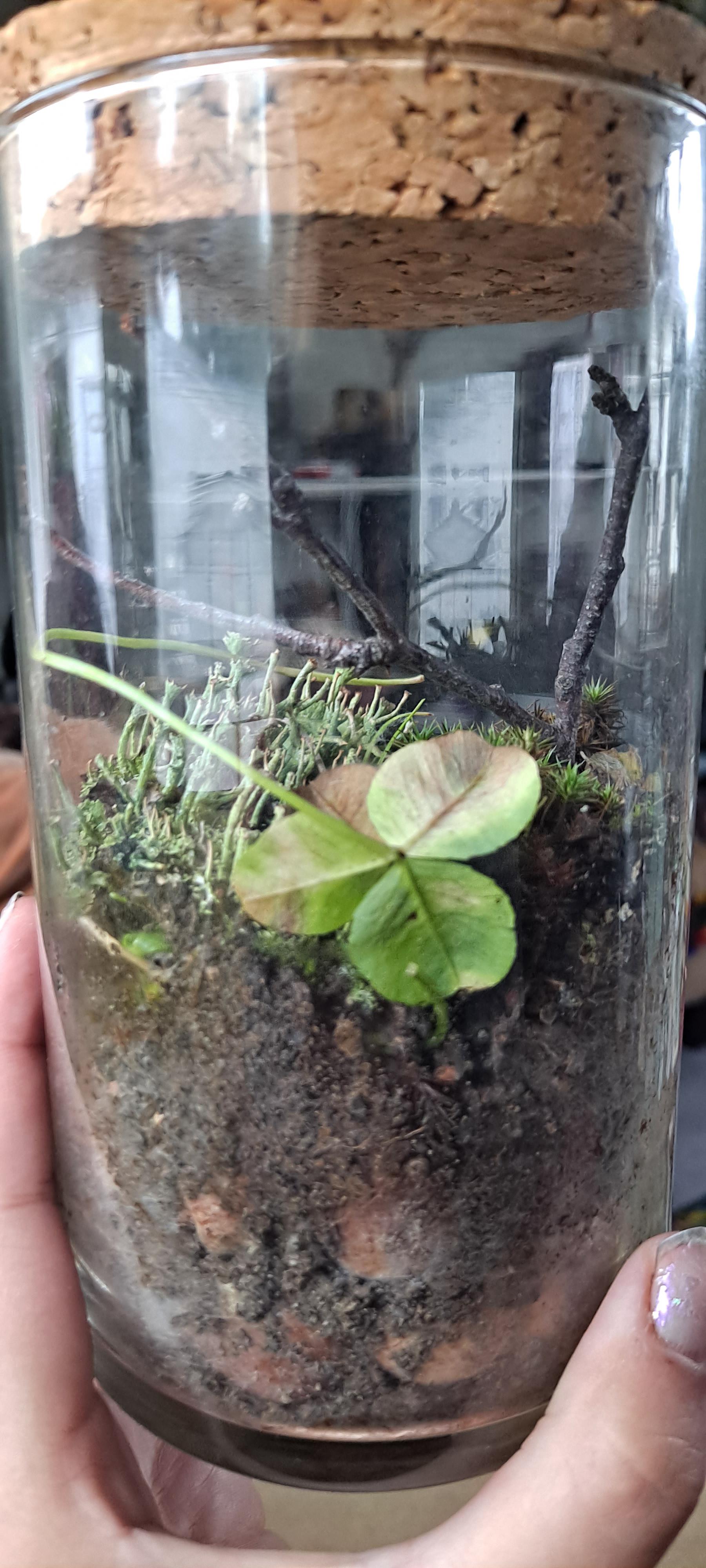 Does my new terrarium need more water? r/terrariums
