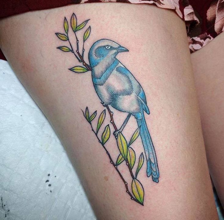Got this endangered Florida Scrub Jay immortalized on my thigh this