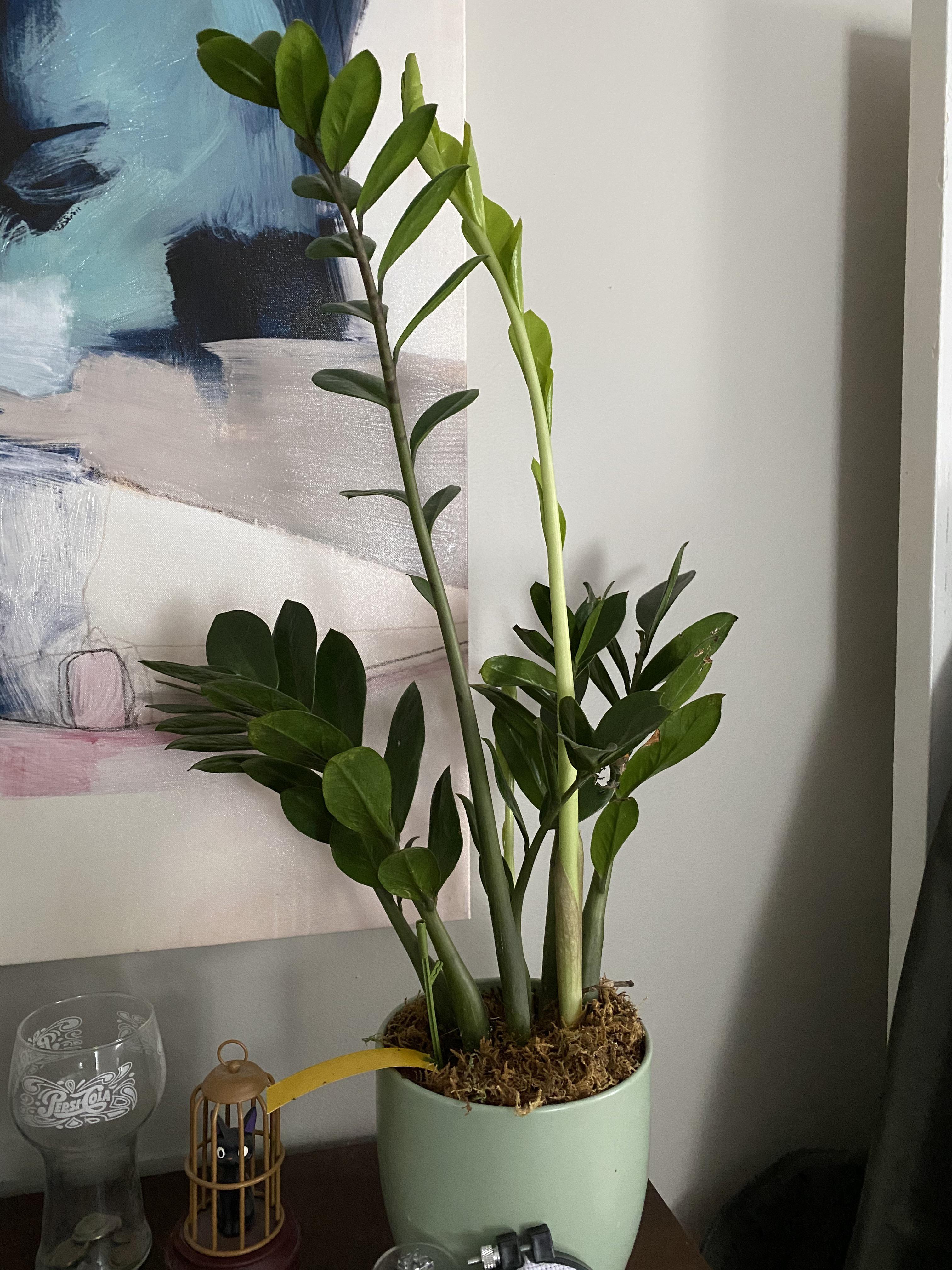 My zz plant is loving it’s spot and has two new stalks! When should I