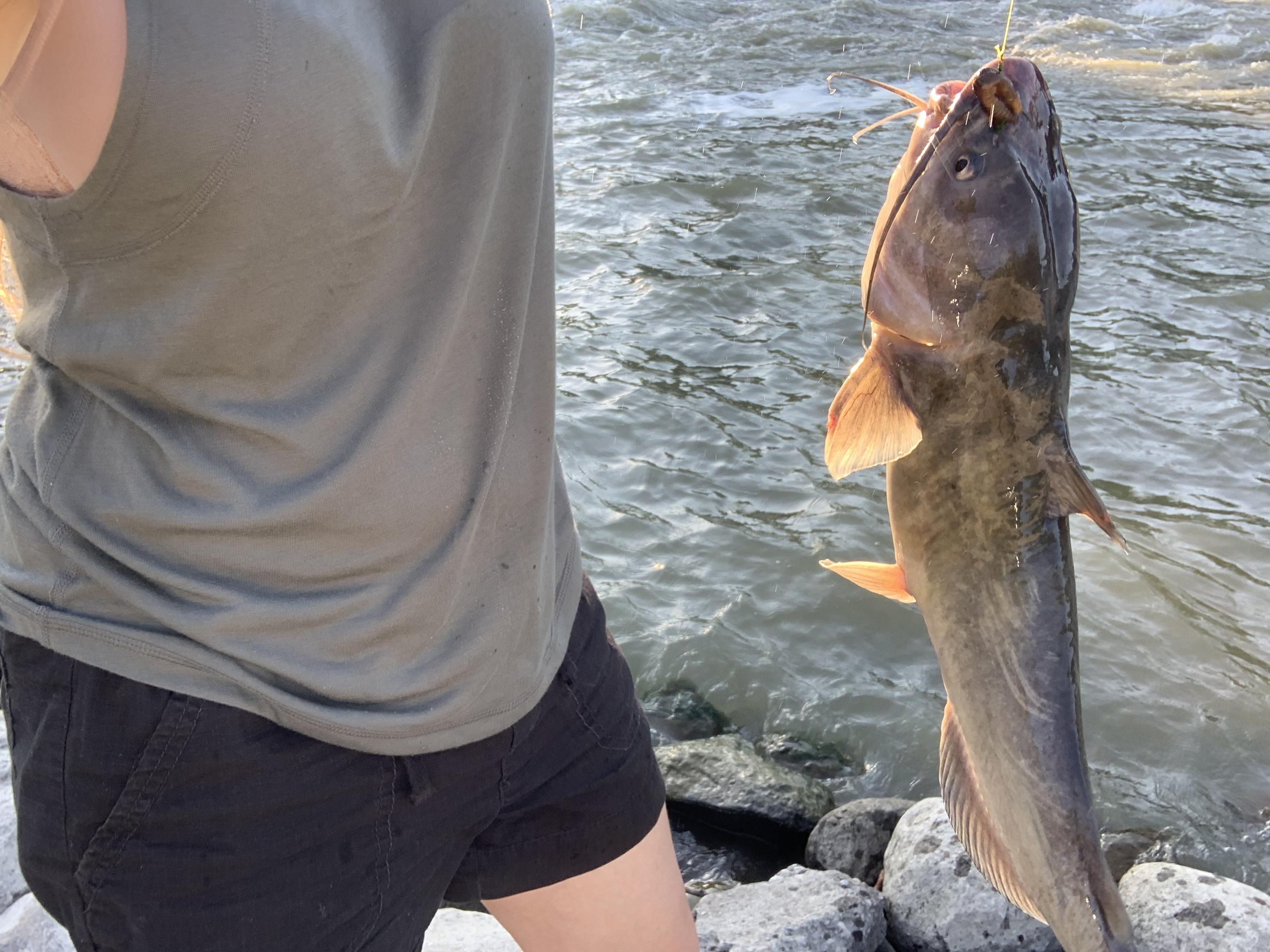 Personal best!! Red river, MN r/catfishing