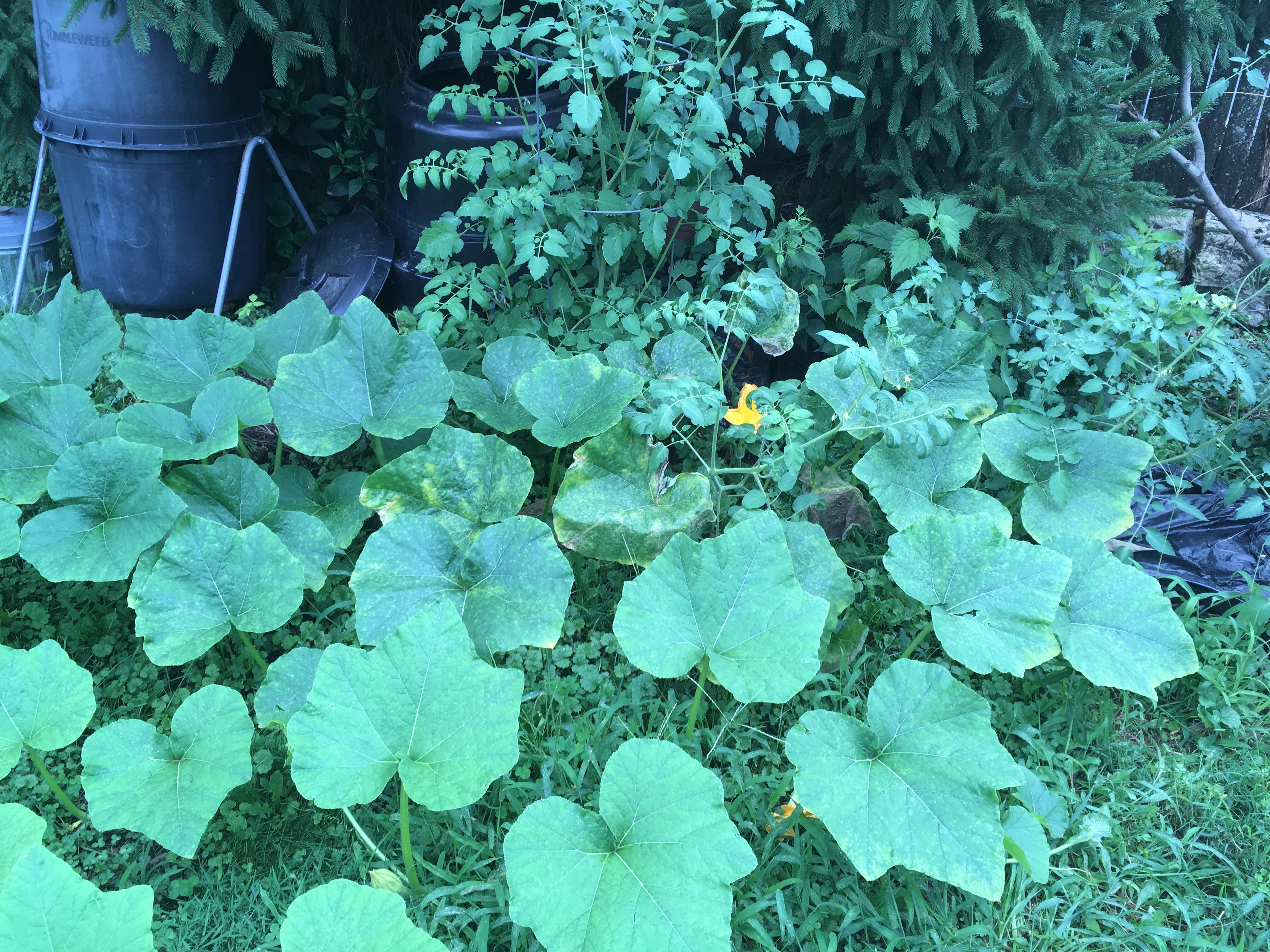 Another accidental garden, tomatoes and zucchini from compost pile r