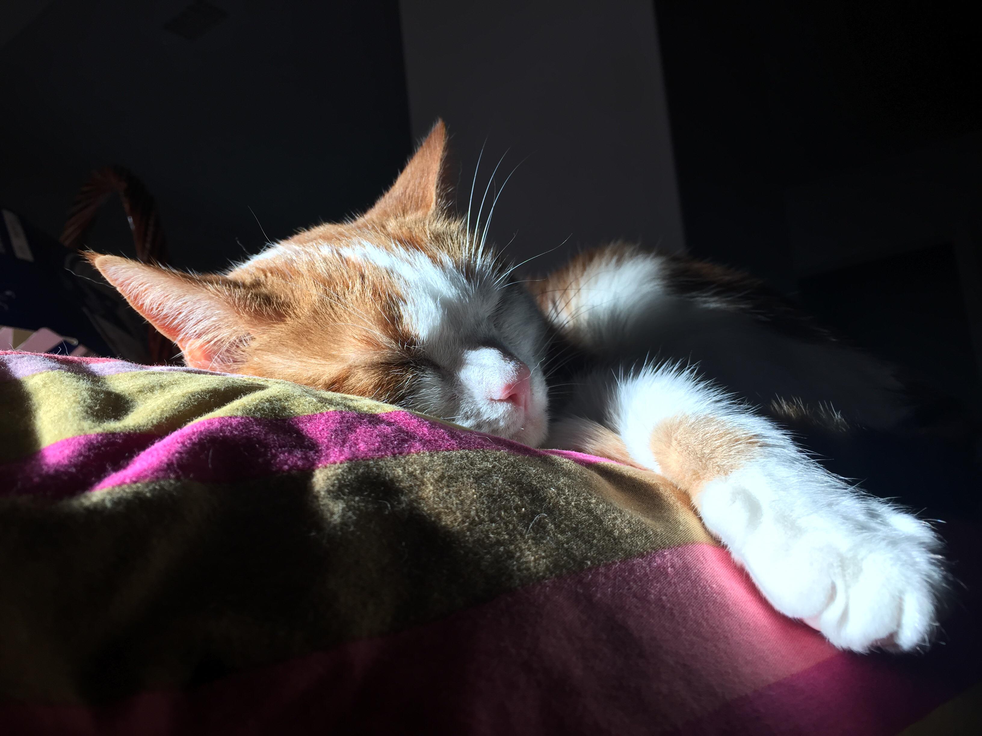 Basking in the sun r/cats