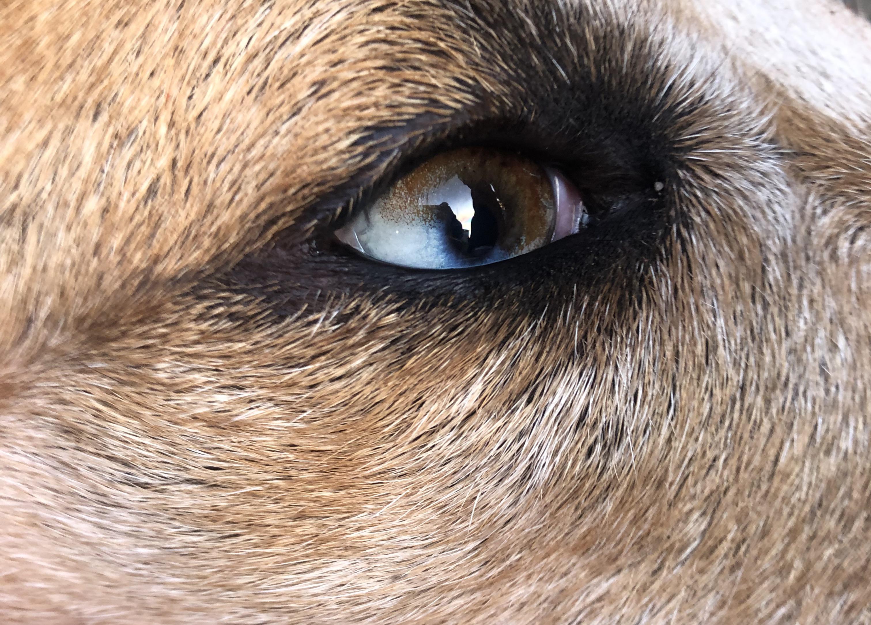 Dog with a bicolored eye I saw yesterday. r/mildlyinteresting