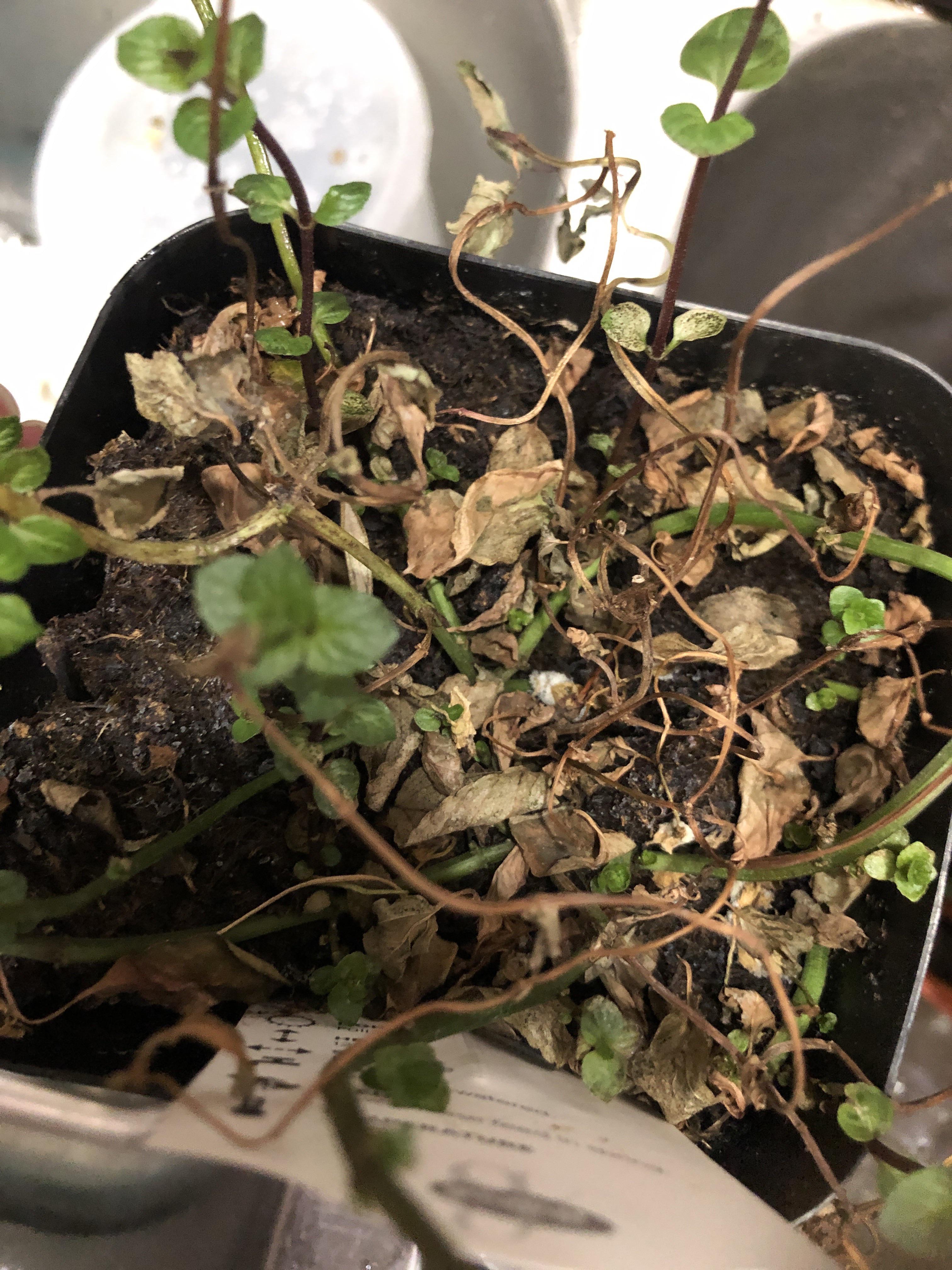 Why is my peppermint wilting? I water it often and the dirt is