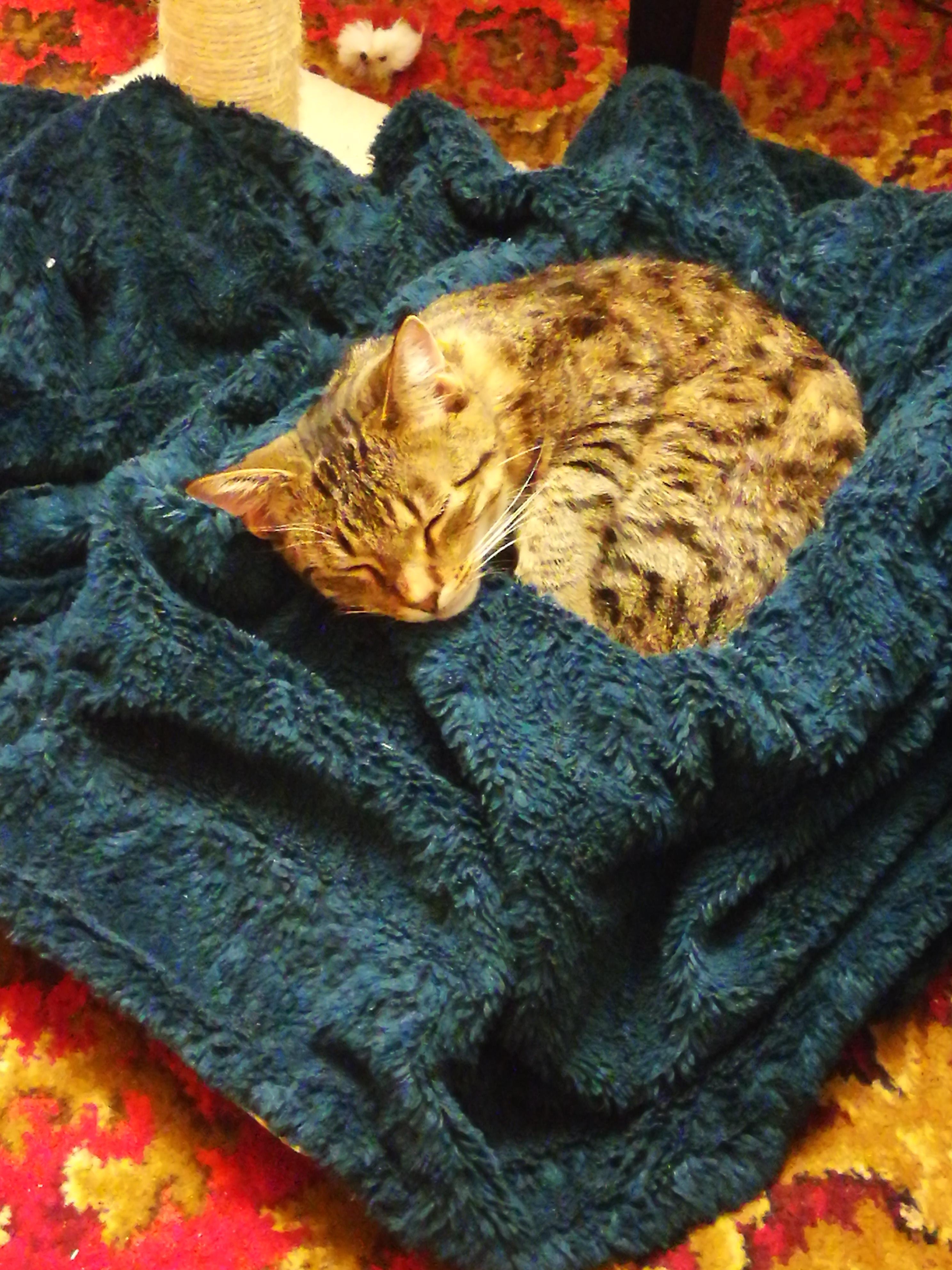 My cat sleeping in a box bed I made up for him r/aww