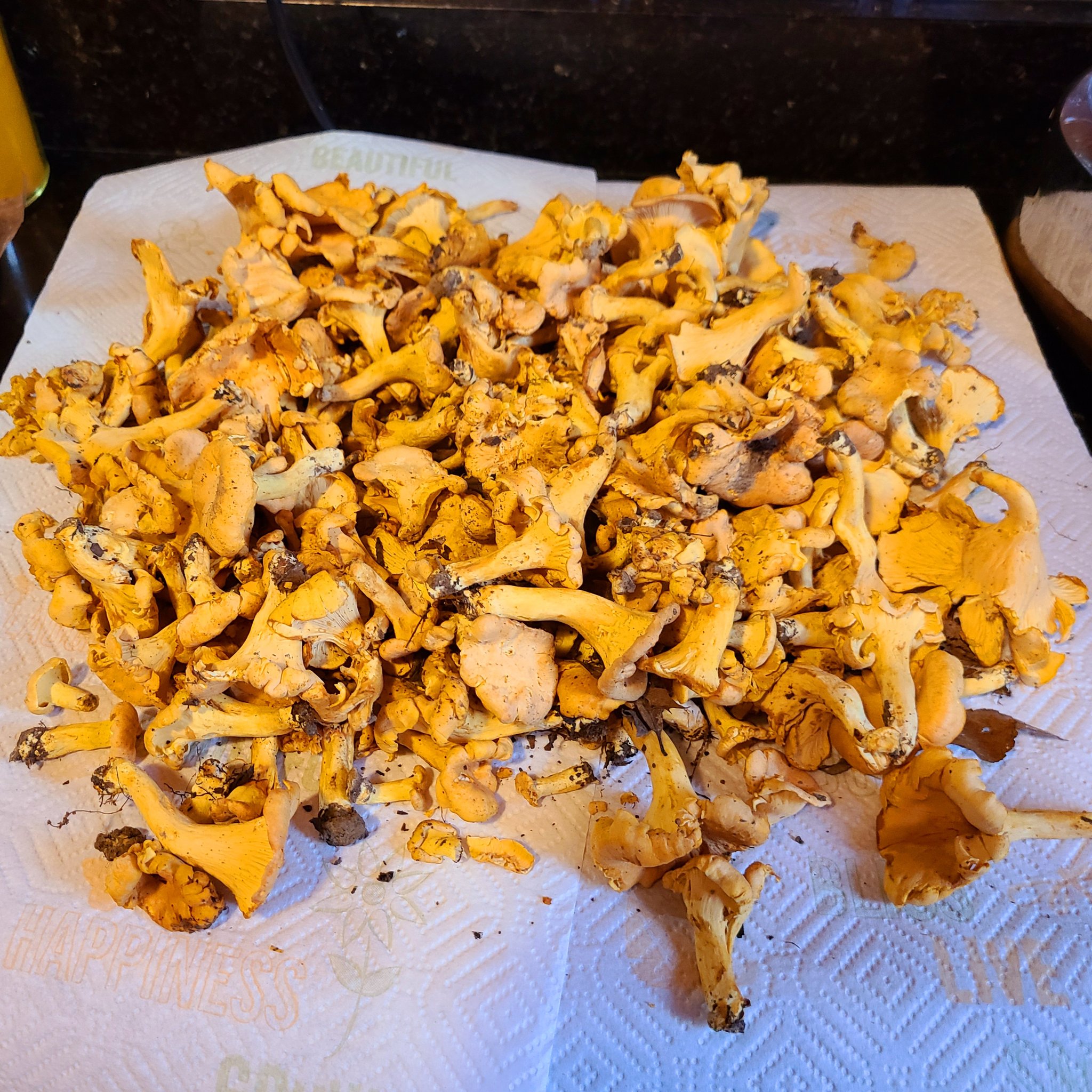 More than 2 pounds of Chanterelles today. Best haul of my career. Still