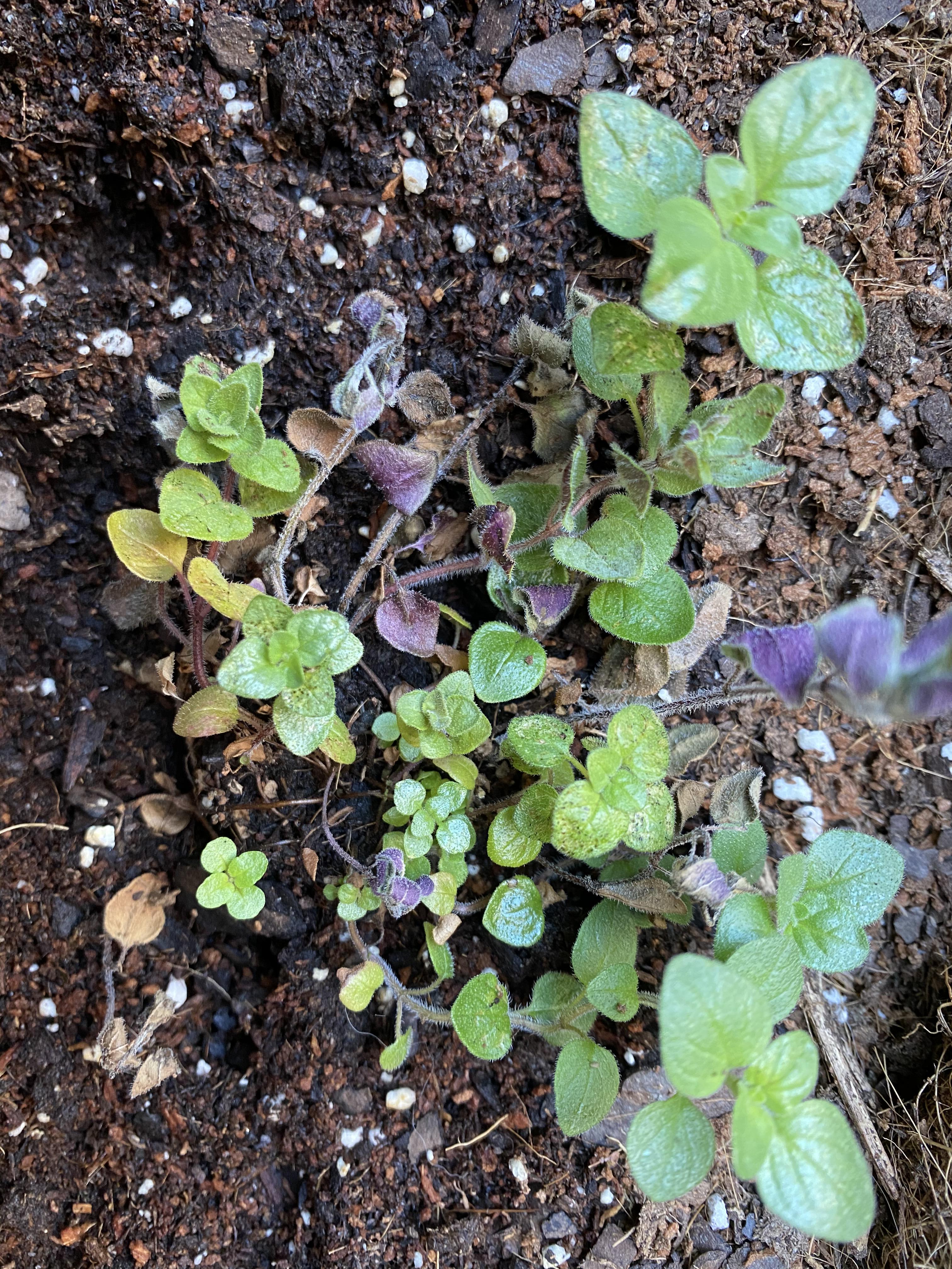 Young oregano, mint, and thyme plants afflicted with black spots, dry