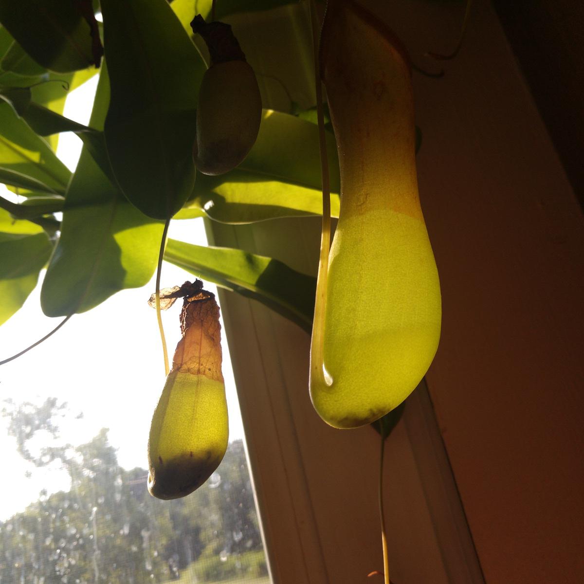 My pitcher plant eats ants r/mildlyinteresting