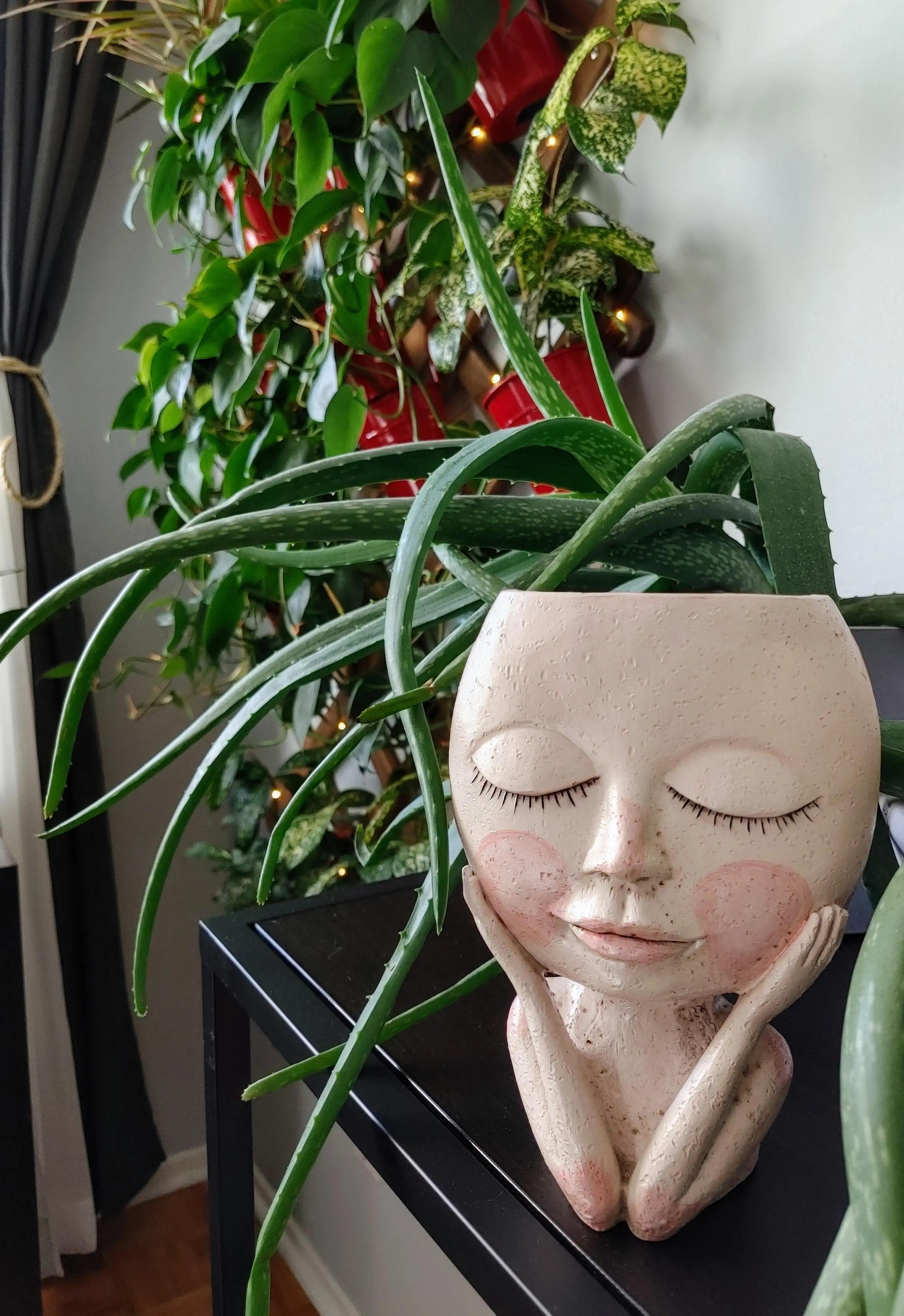 My mom's Aloe Pot r/houseplants