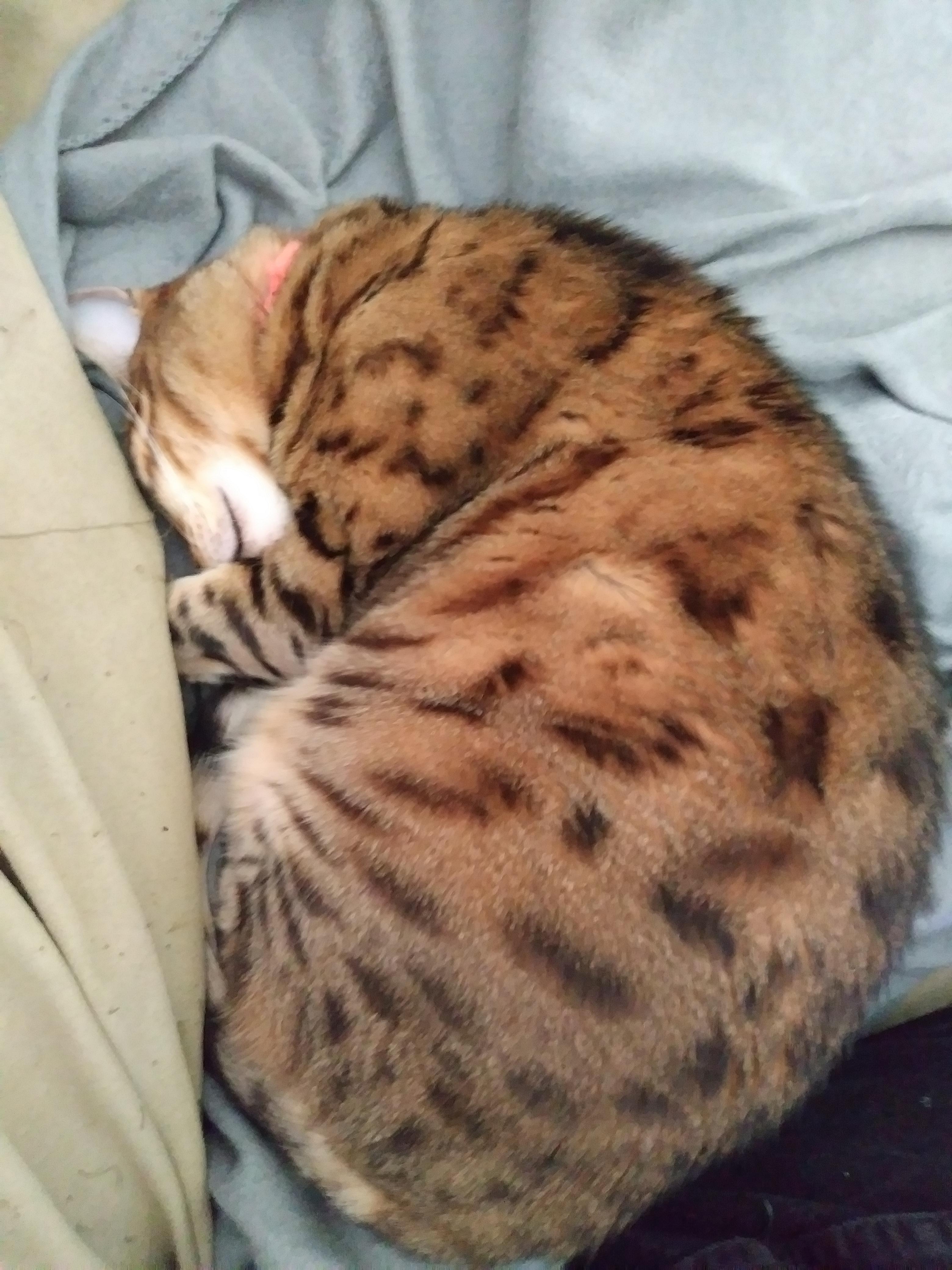 She is cute, but she snores r/aww