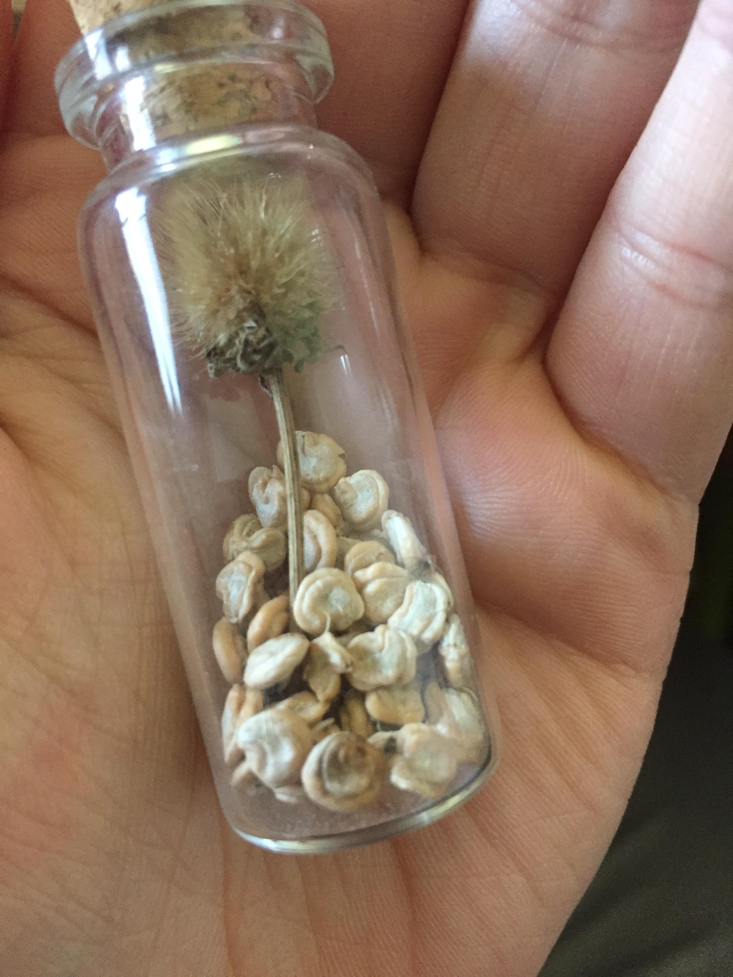 What kind of cactus seeds are these, and how do I plant/take care of