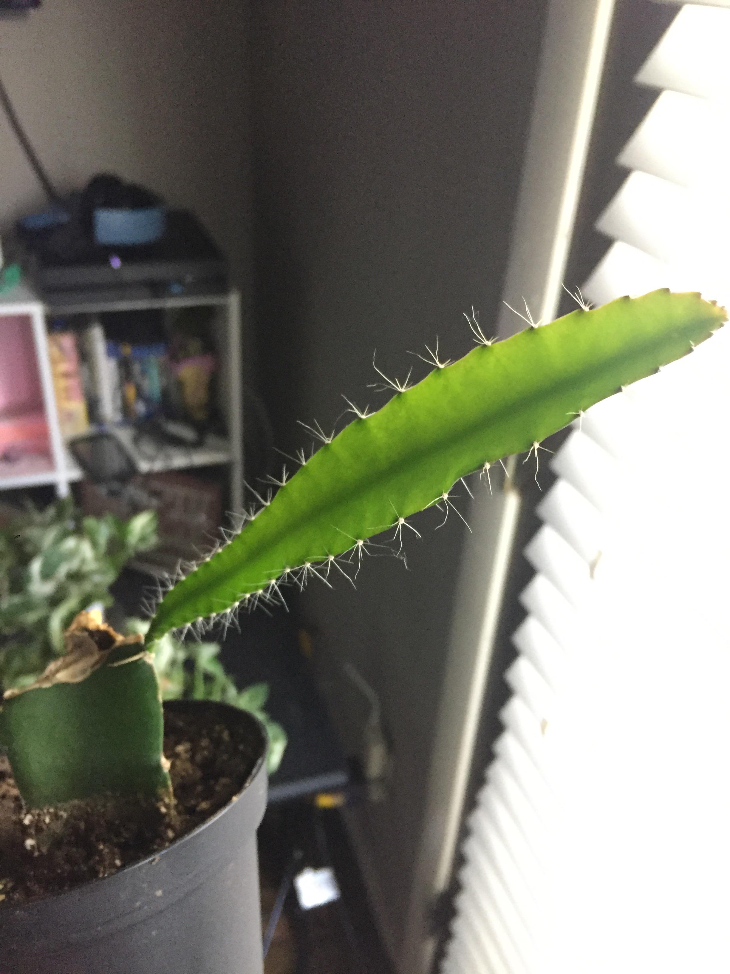How To Cut The Top Off A Cactus Use a clean sharp knife to cut off a