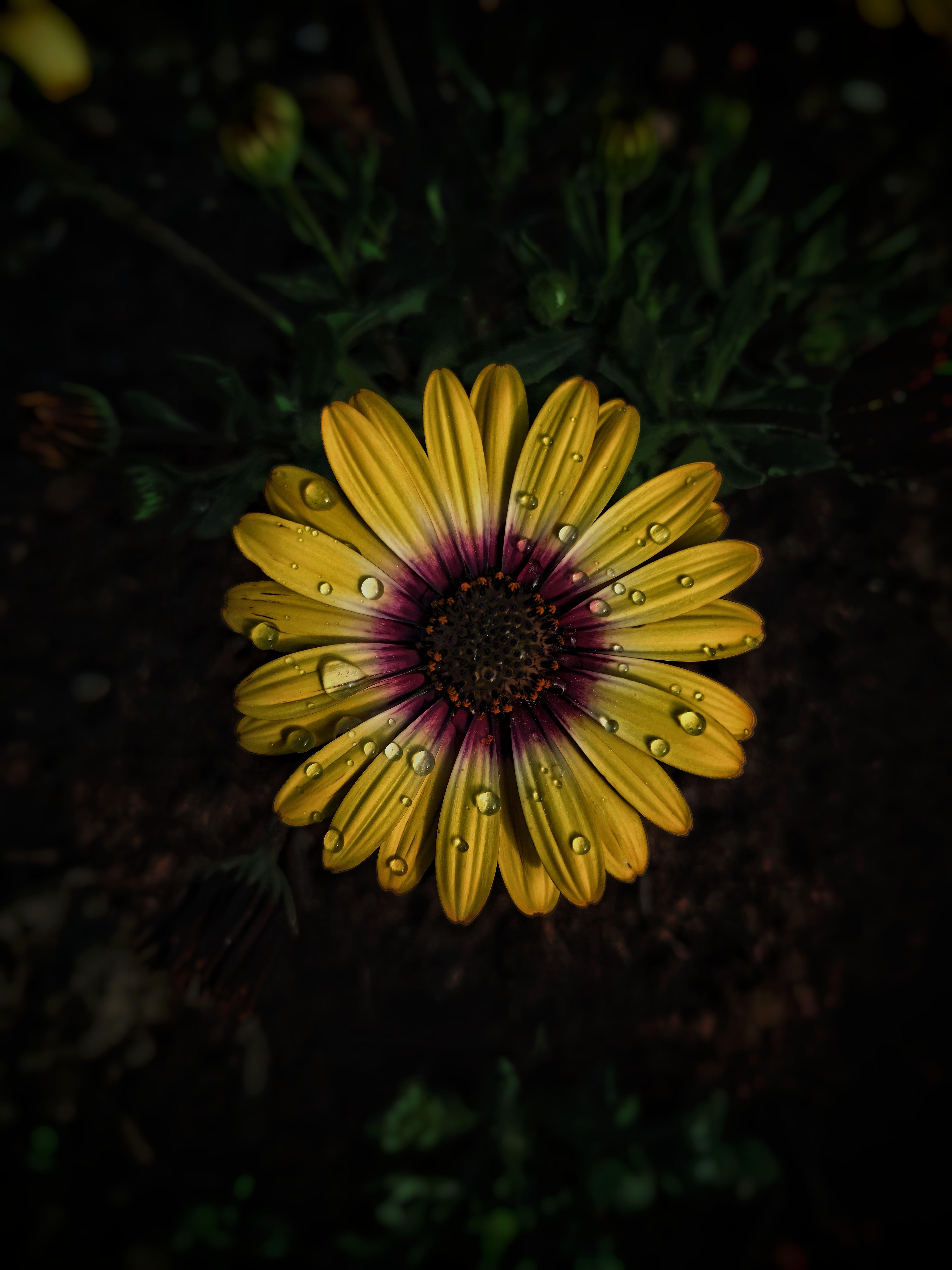 Flower edited in snapseed [ Redmi Note 8 Pro ] r/mobilephotography