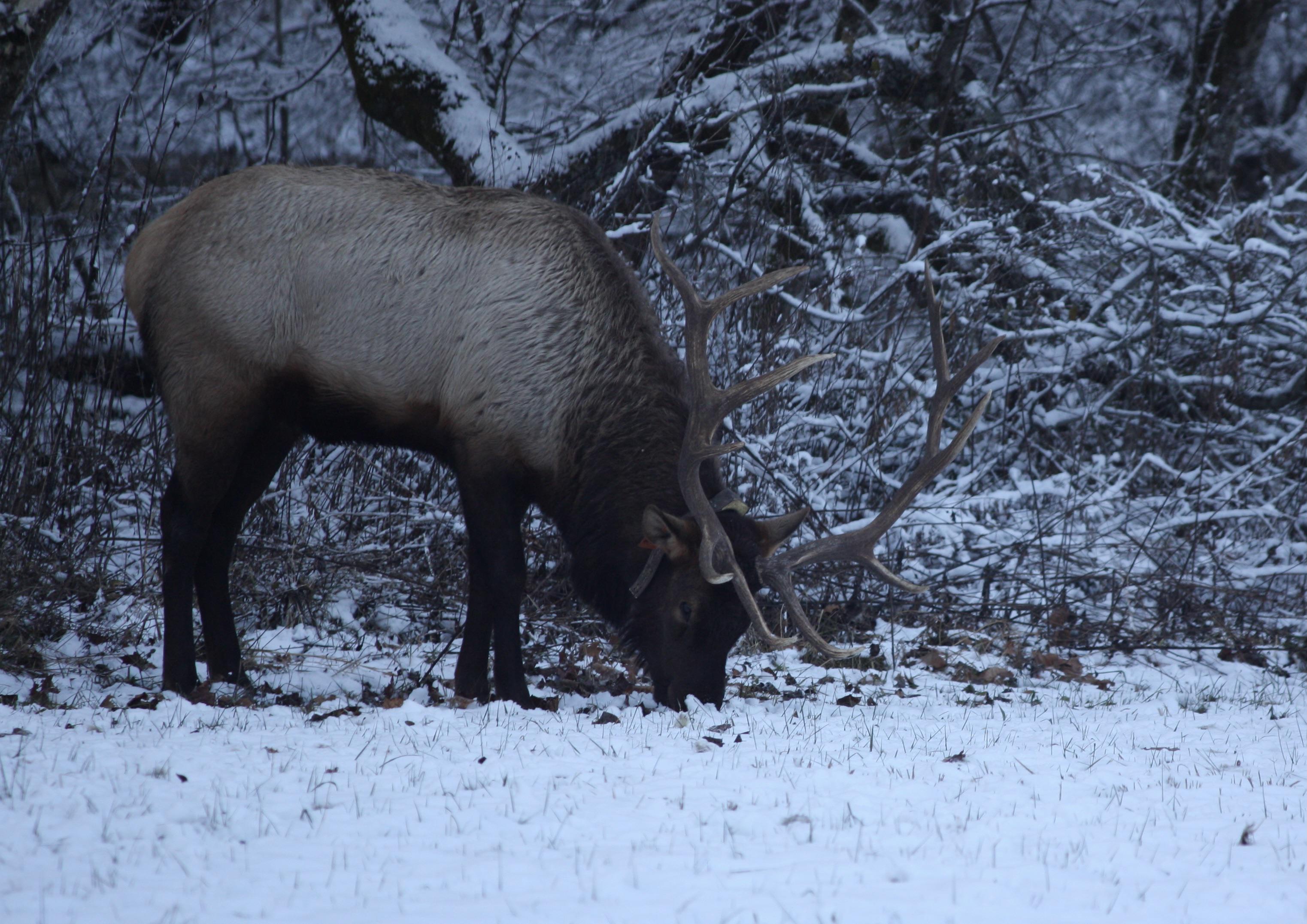 Smoky Mountains National Park ( only place you can see elk in North
