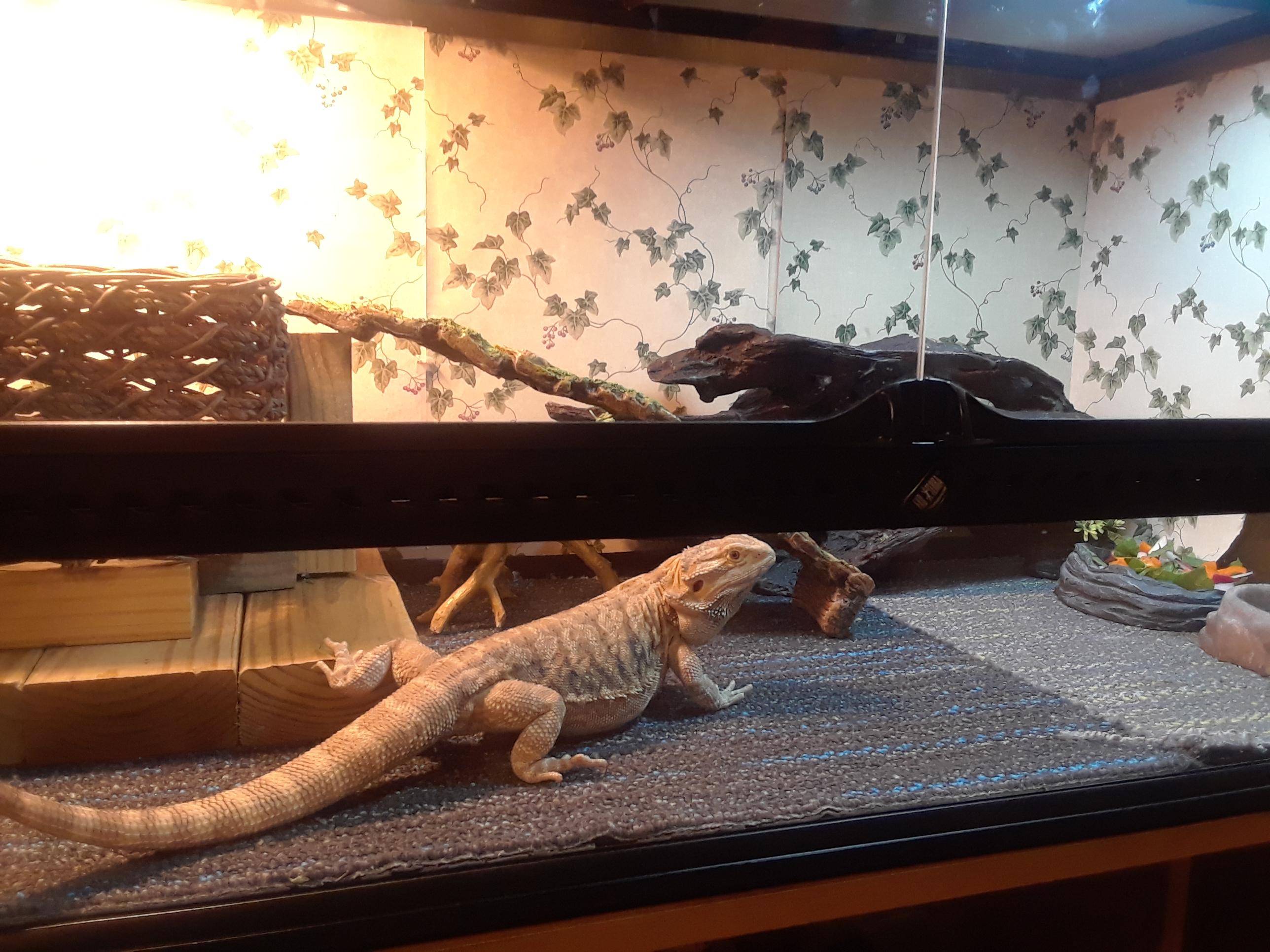 This is my bearded dragon that I want to decorate the cage with