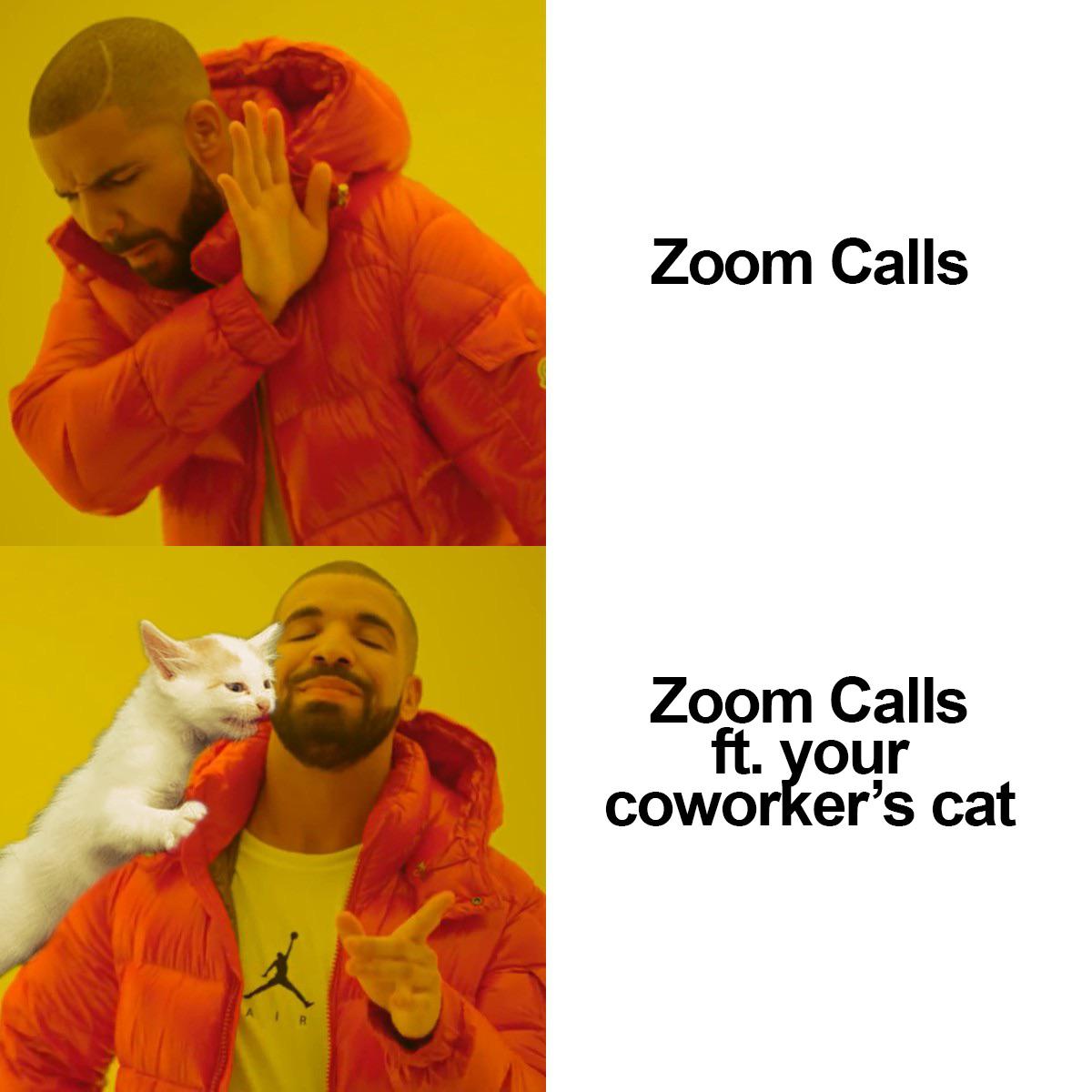 Invite the cats to the meetings r/memes