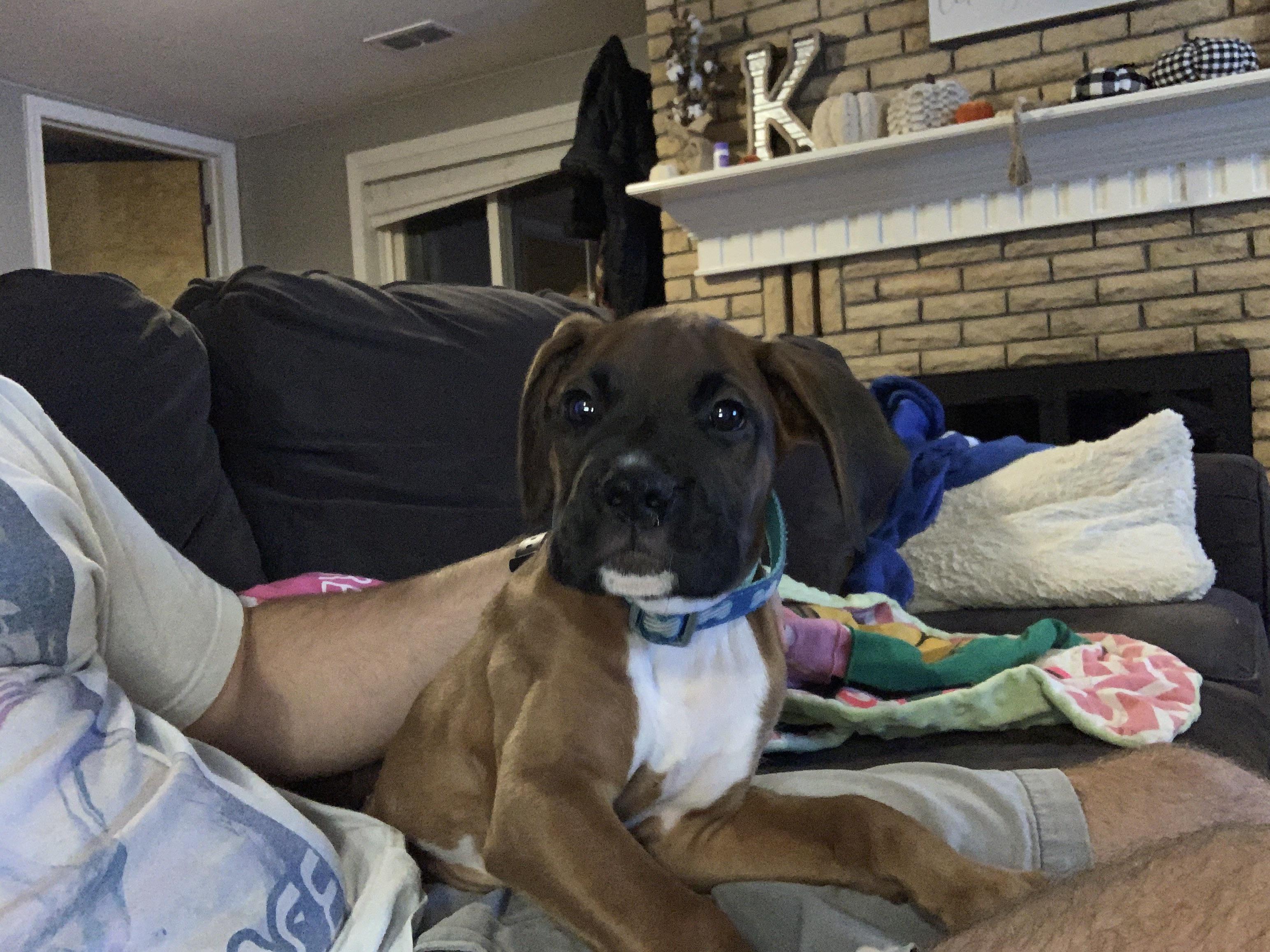 When I asked my brother if he would a boxer he said