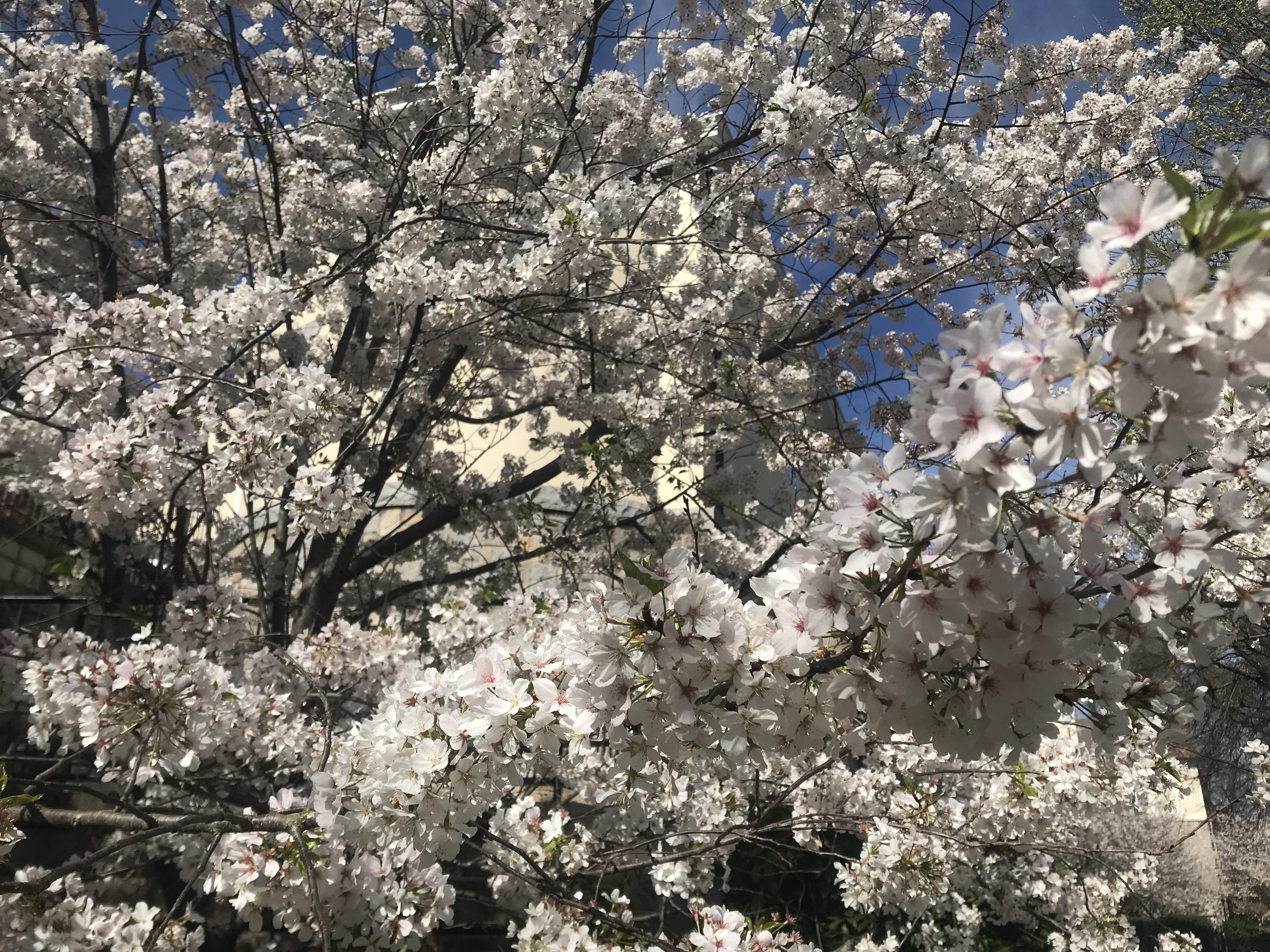 Tree blooming in Atlanta rn 😍 WTP? r/whatsthisplant