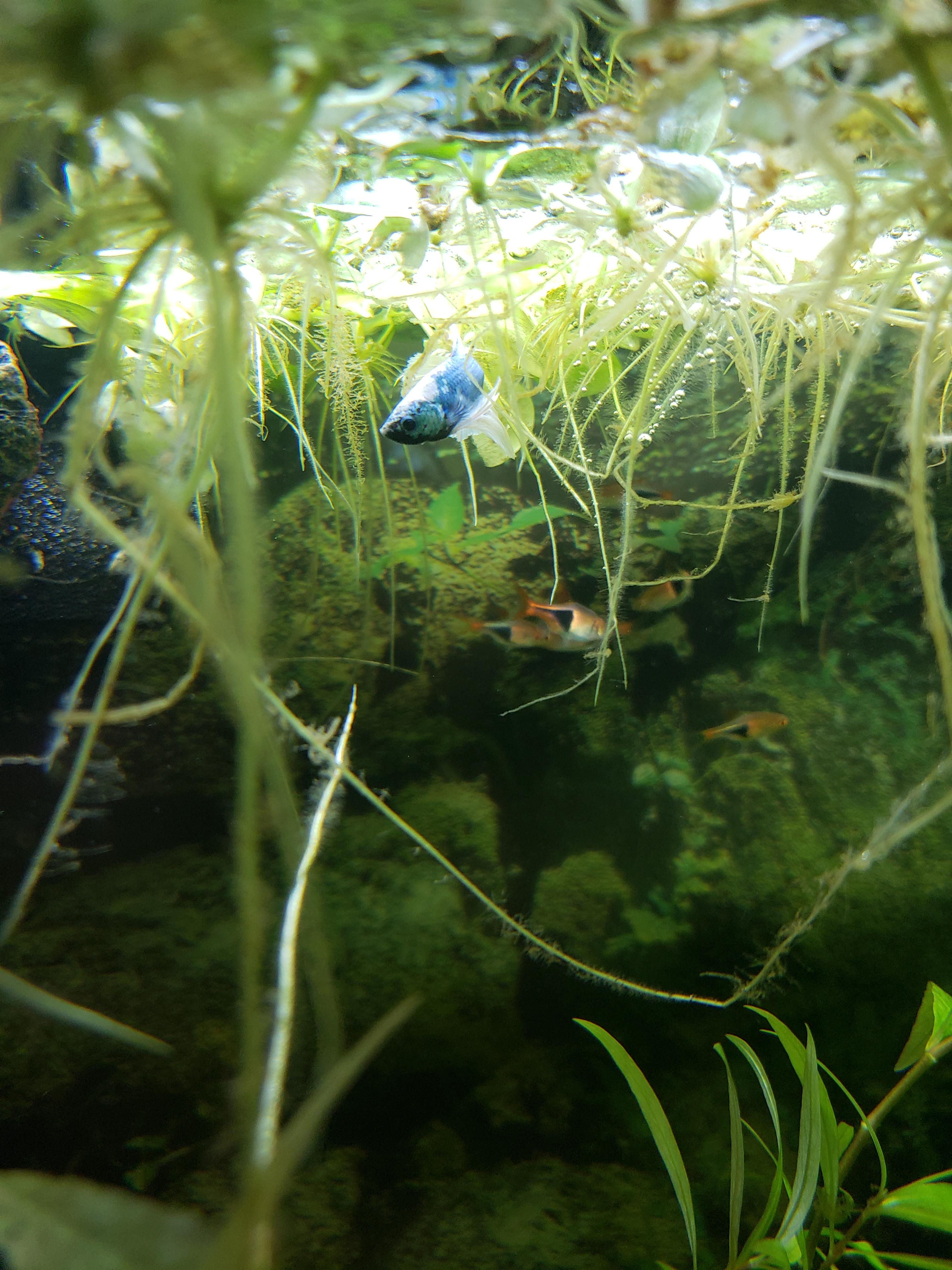 Need a name for my new jungle fish. bettafish