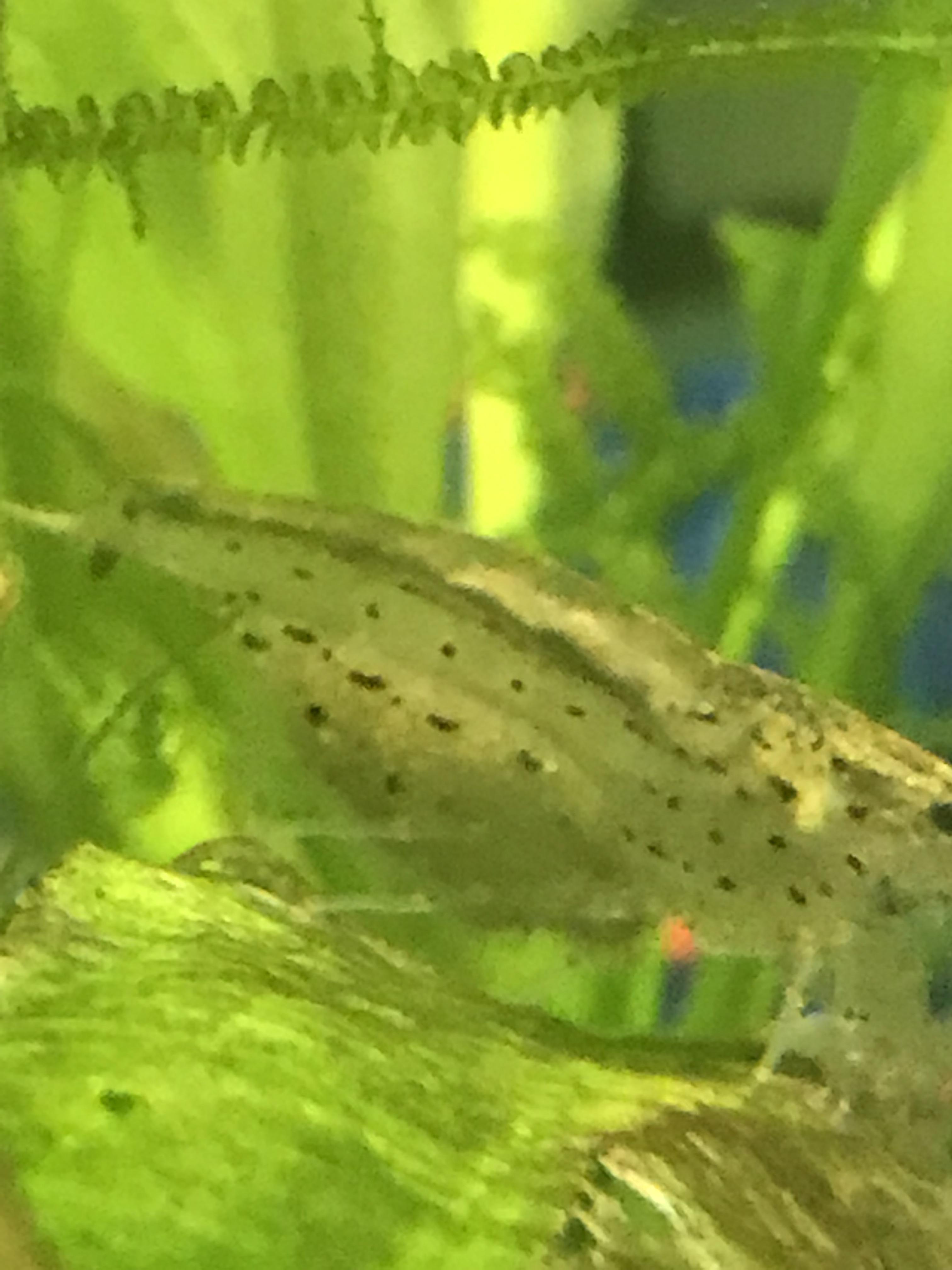My Amano shrimp looks like it’s carrying eggs, but my aquarium water