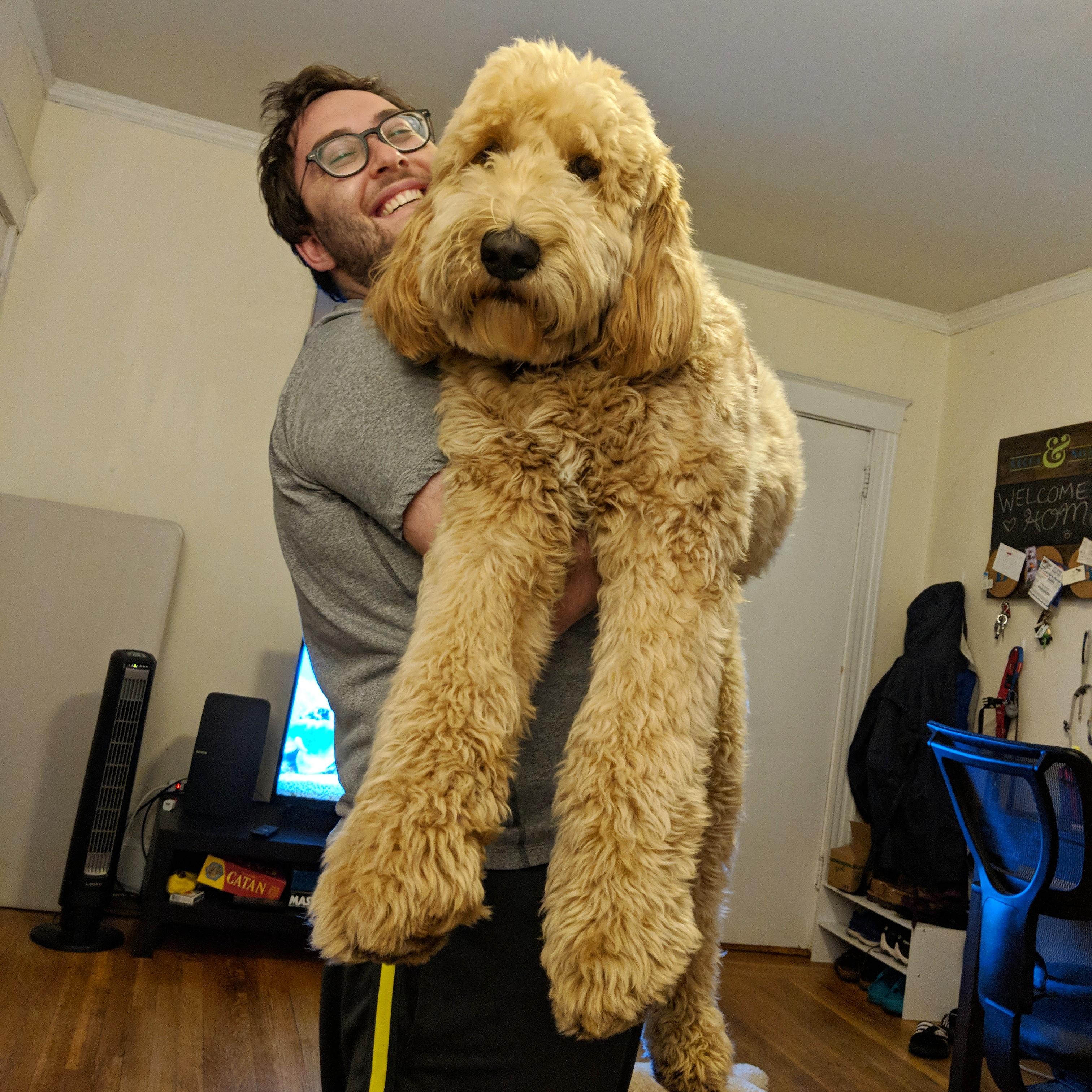 65 lbs of derp r/Goldendoodles