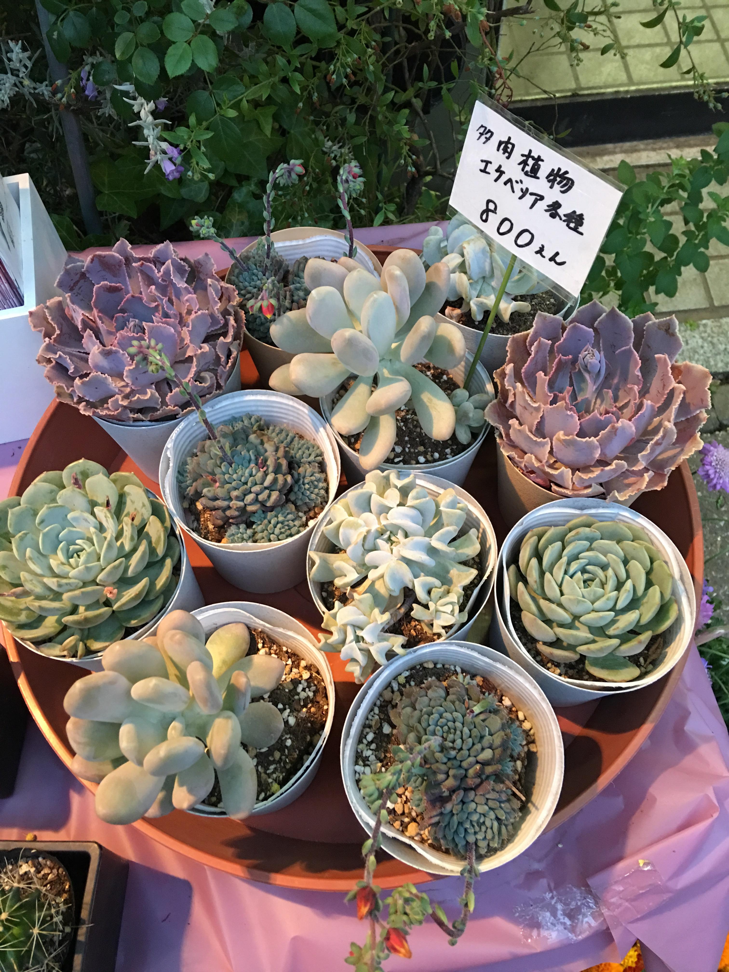 Succulents for sale in Shinjuku, Japan! r/succulents