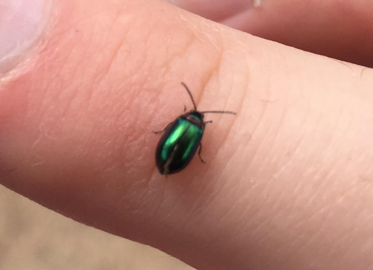 [Phoenix] Tiny metallic green beetle r/whatsthisbug