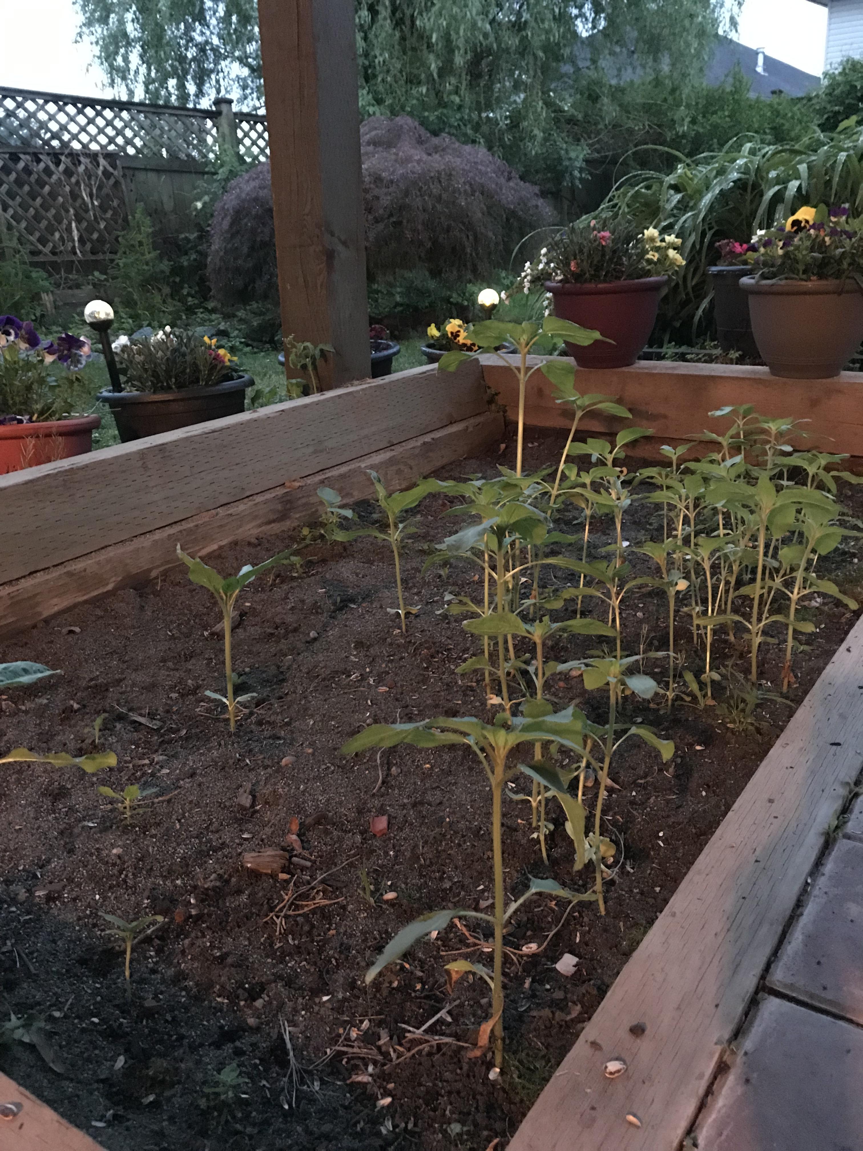 Over 50 sunflowers growing all from seeds dropped by the birds