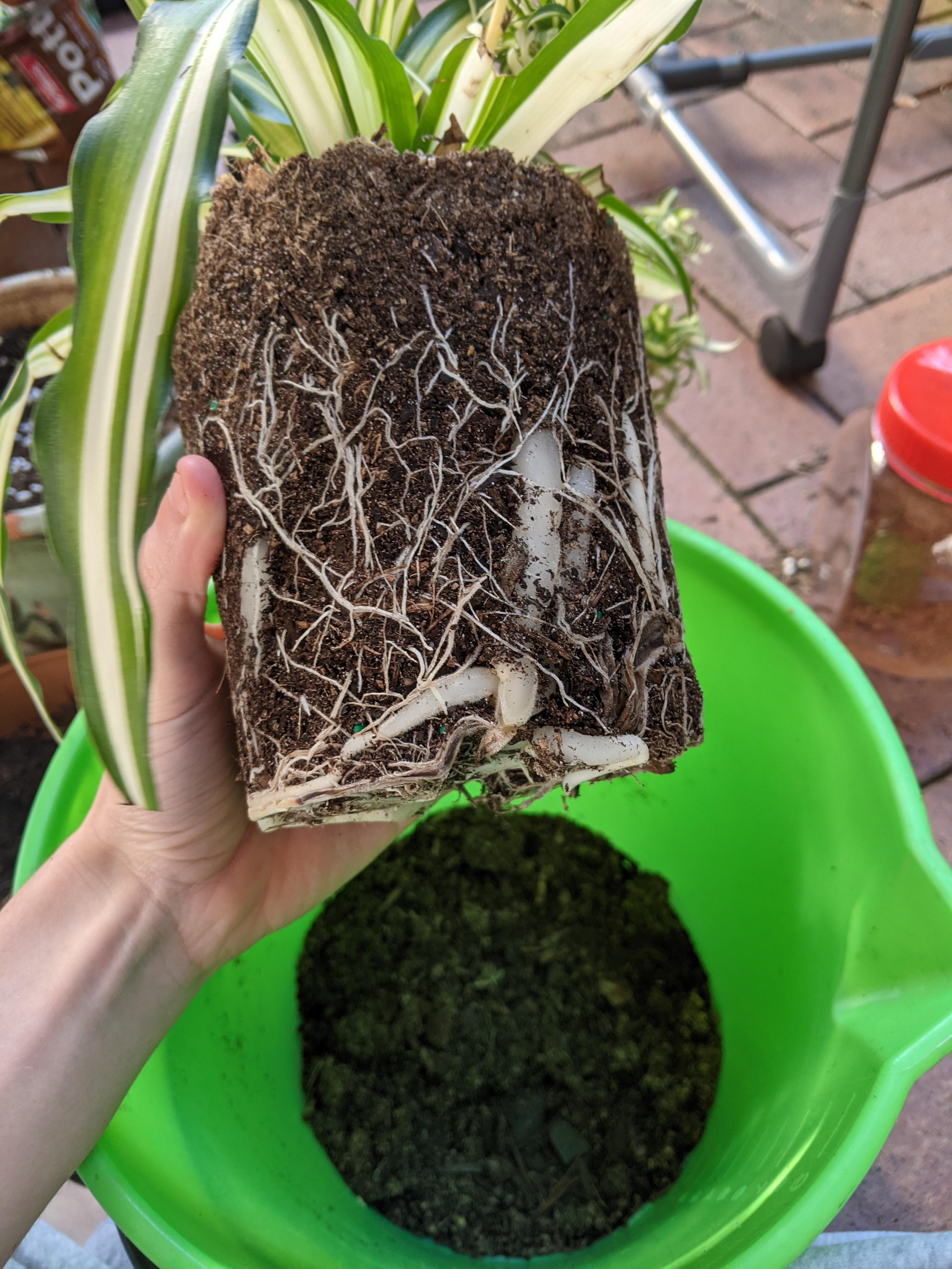 Repotting my spider plant, look at those roots!!! r/houseplants