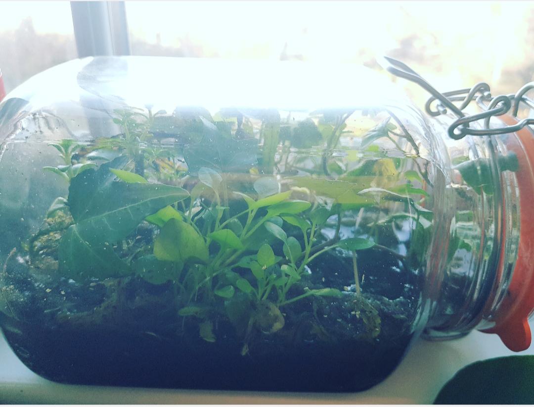 Set up for a month using some aquarium plants, moss, and english ivy