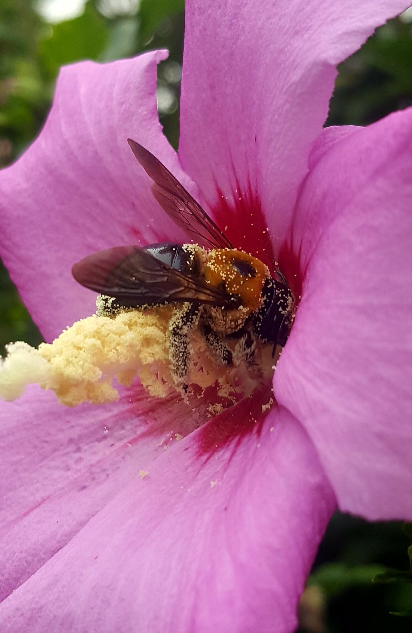 🔥🔥🐝 Bee covered in Hibiscus pollen🐝🔥🔥 r/NatureIsFuckingLit
